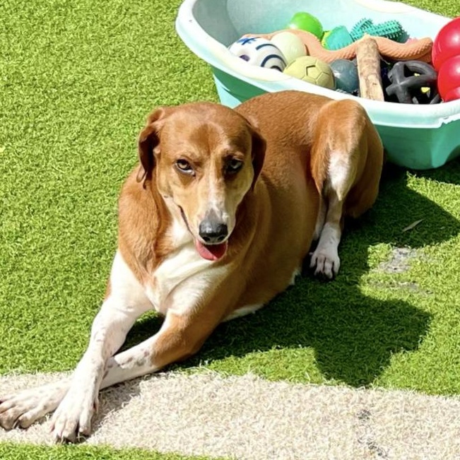 Rosie, Adoptable, Adult Female Black and Tan Coonhound.