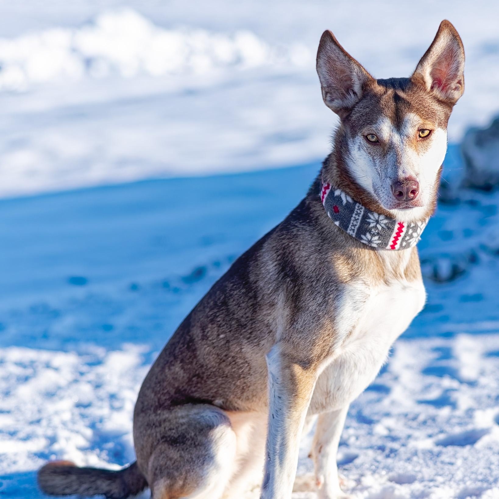 River, a Adoptable mixed breed in Clarinda, IA image 1/6