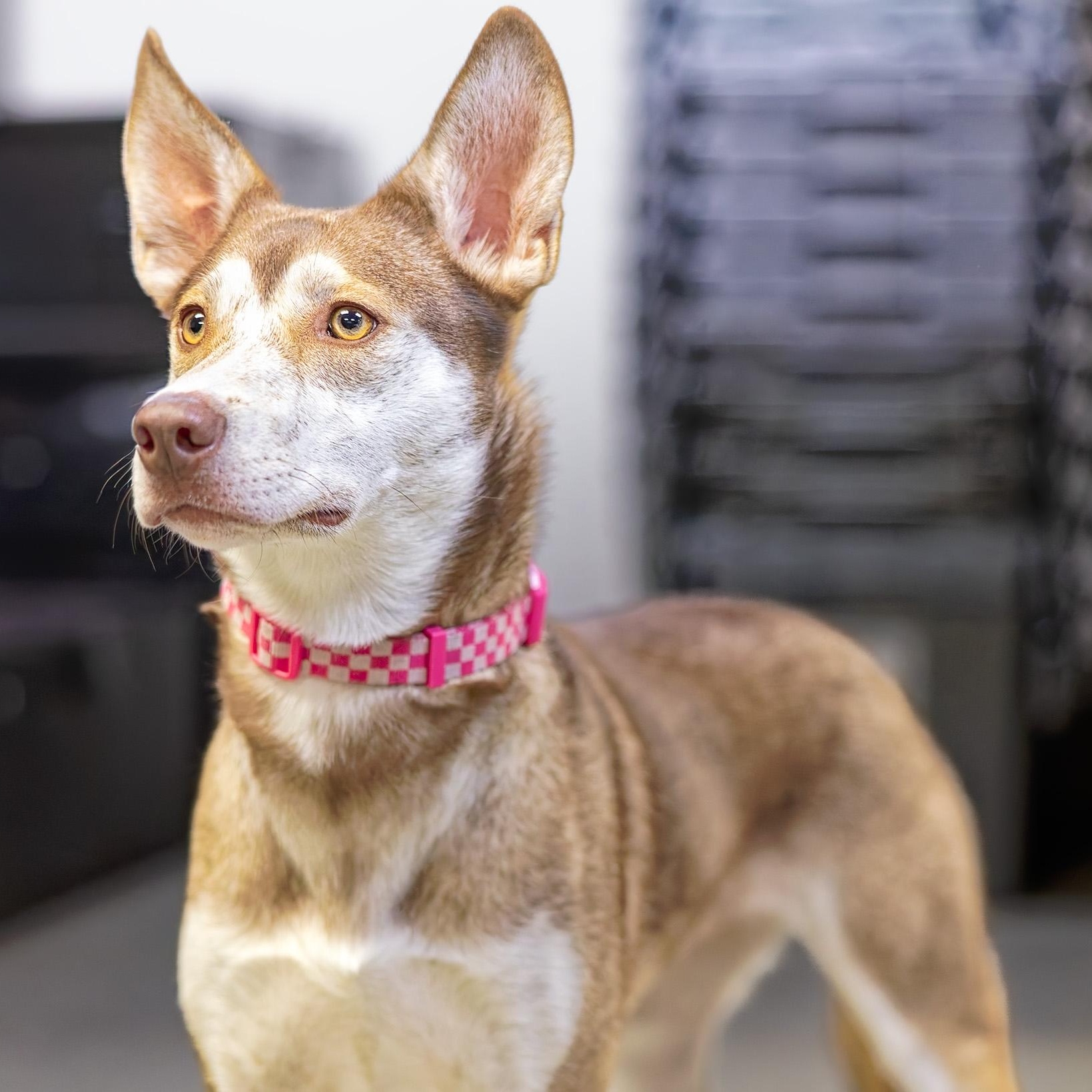 River, Adoptable, Young Female Husky.
