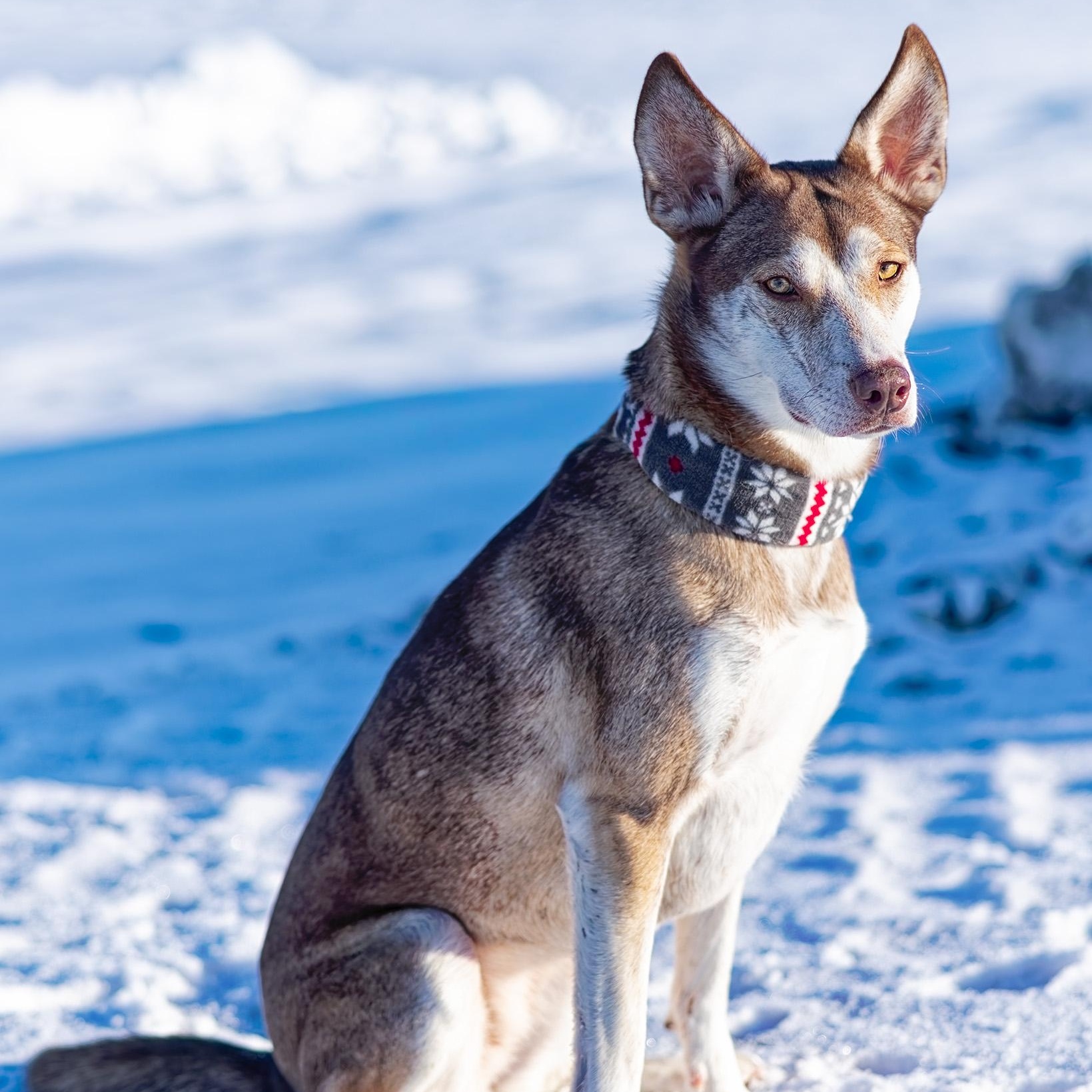 River, a Adoptable mixed breed in Clarinda, IA image 2/6