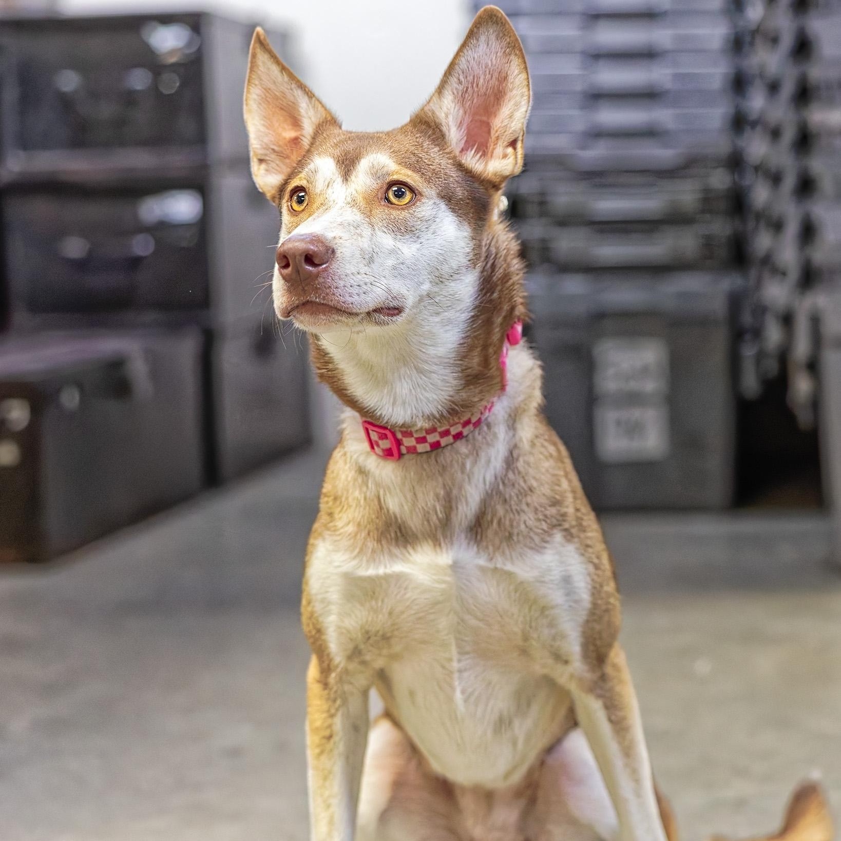 River, a Adoptable mixed breed in Clarinda, IA image 6/6