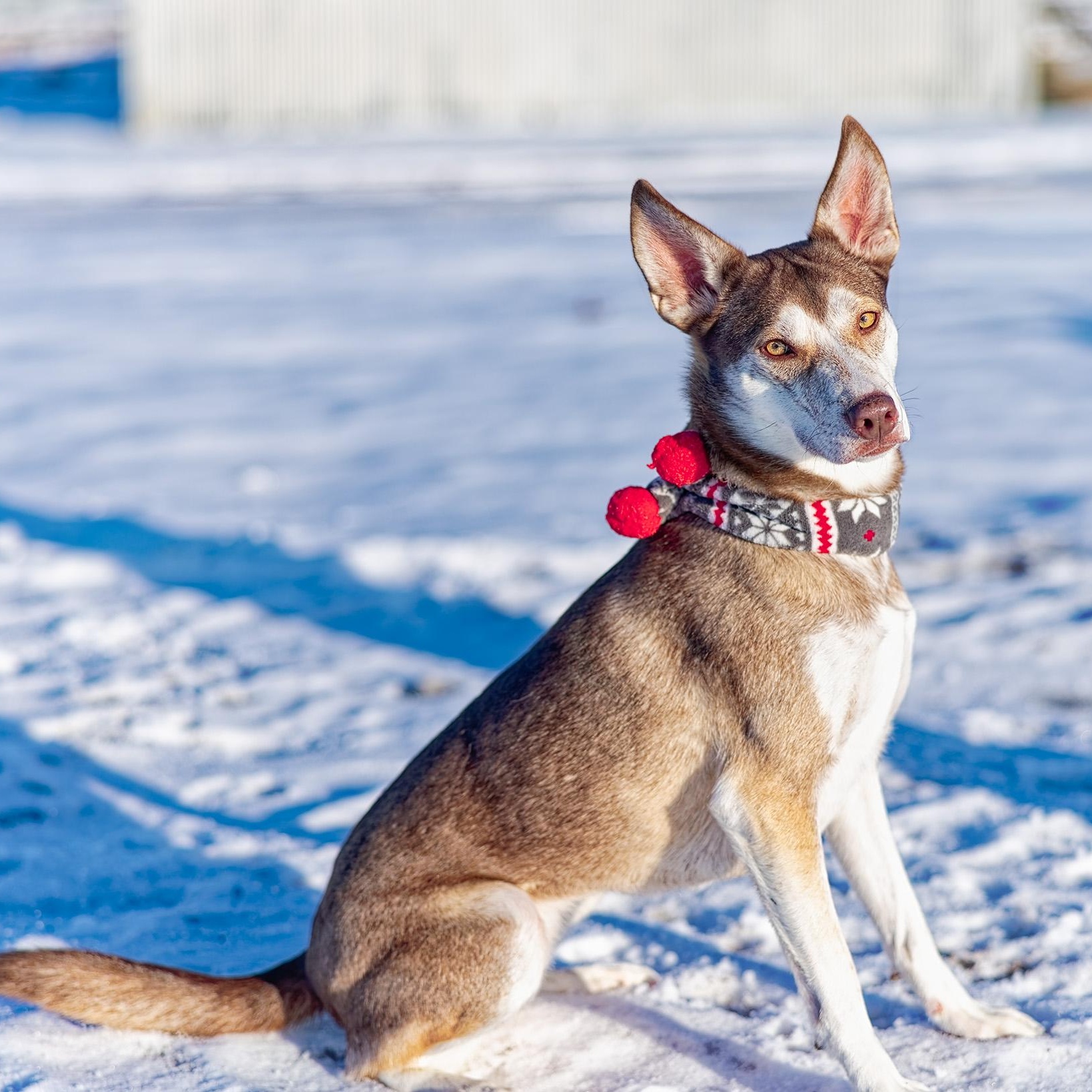 River, a Adoptable mixed breed in Clarinda, IA image 3/6