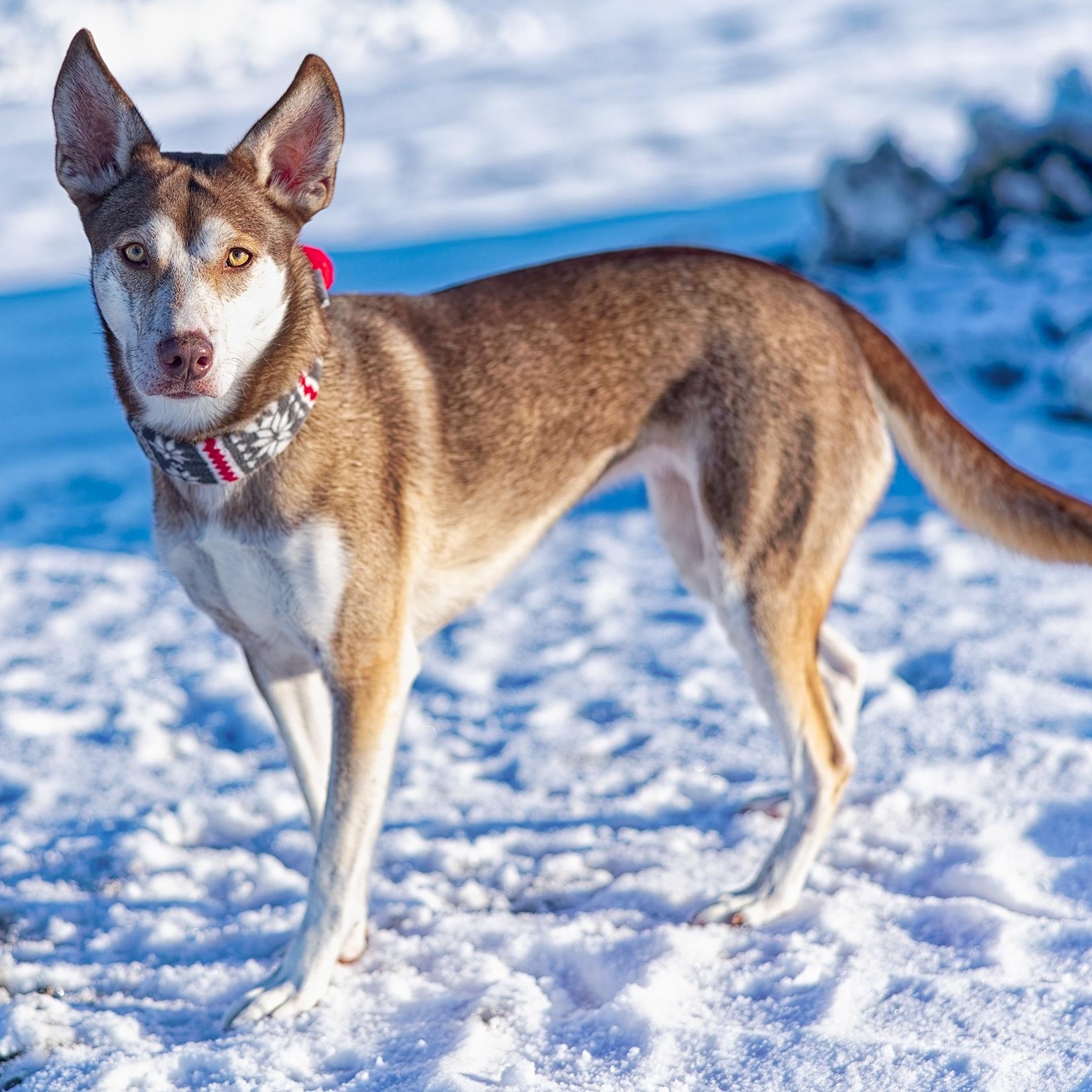 River, a Adoptable mixed breed in Clarinda, IA image 4/6