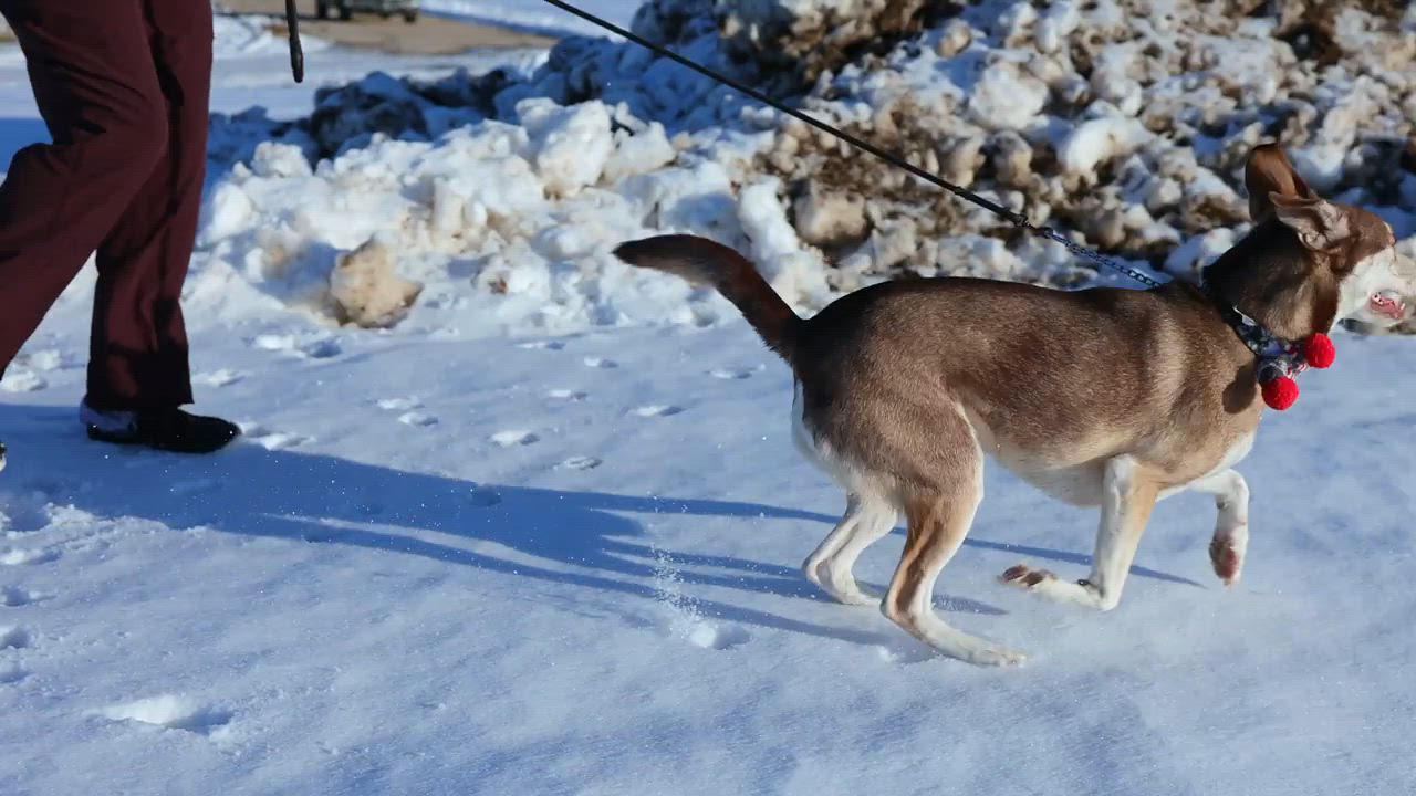 Enlarge River, a Adoptable mixed breed in Clarinda, IA video 5/6