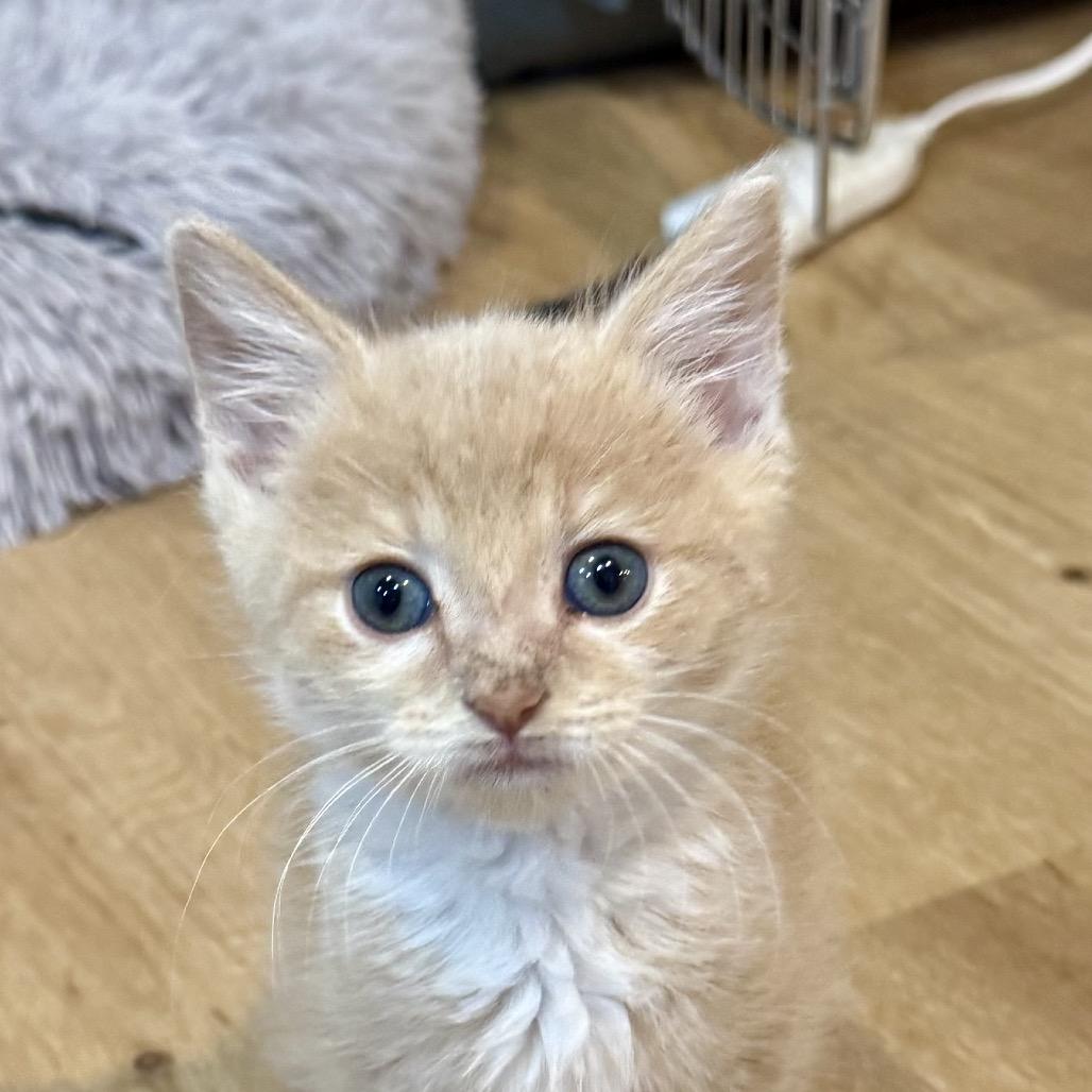Butters, Adoptable, Kitten Male Domestic Short Hair.