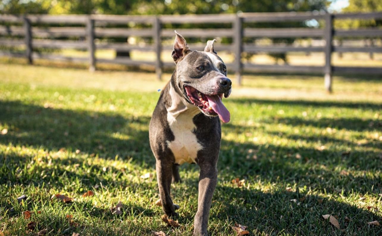 Enlarge CAL, a ADOPTABLE Pit Bull Terrier in Houston, TX image 2/6