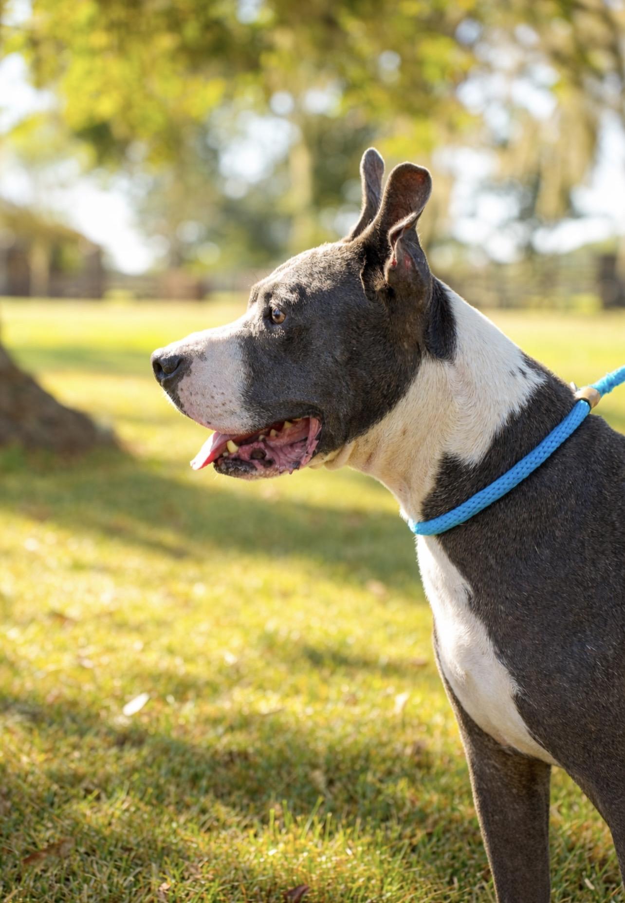 Enlarge CAL, a ADOPTABLE Pit Bull Terrier in Houston, TX image 6/6