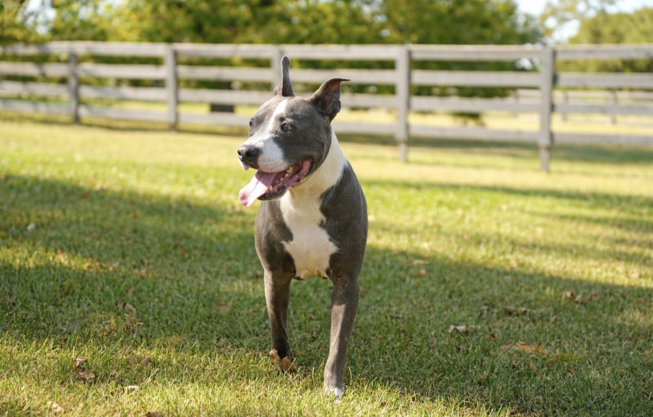 Enlarge CAL, a ADOPTABLE Pit Bull Terrier in Houston, TX image 3/6