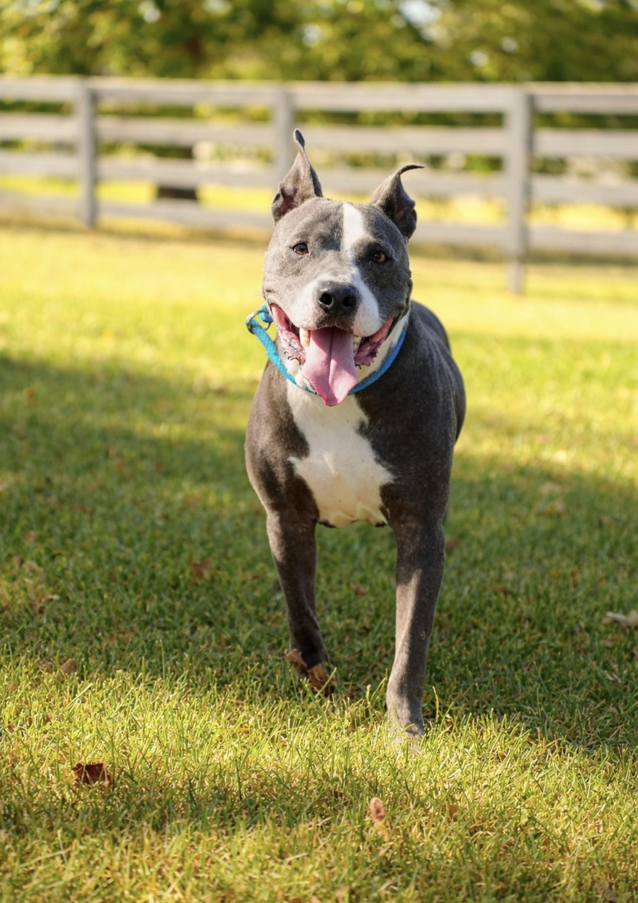 Enlarge CAL, a ADOPTABLE Pit Bull Terrier in Houston, TX image 1/6