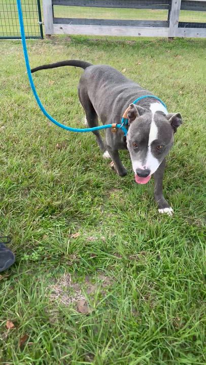 Enlarge CAL, a ADOPTABLE Pit Bull Terrier in Houston, TX video 5/6