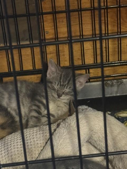 Enlarge Yellow, a Adoptable Domestic Short Hair in Fredericton, NB image 5/6