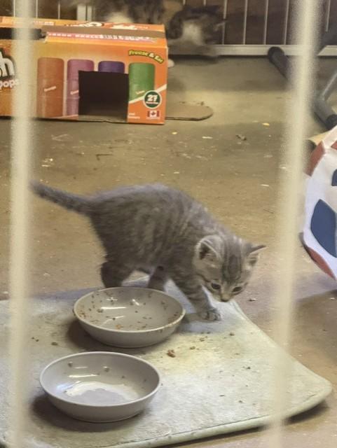 Enlarge Yellow, a Adoptable Domestic Short Hair in Fredericton, NB image 3/6