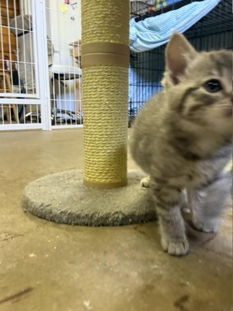 Enlarge Yellow, a Adoptable Domestic Short Hair in Fredericton, NB image 4/6