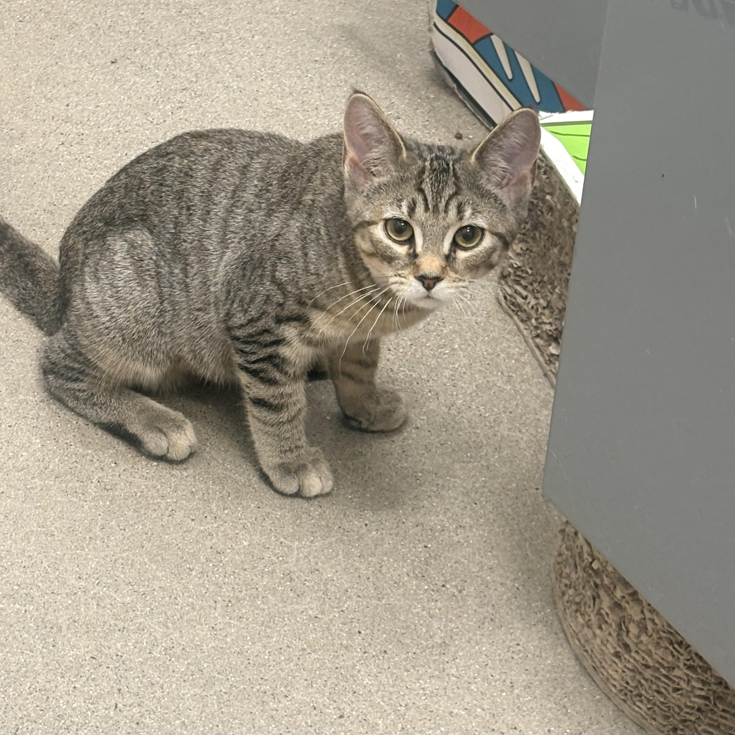Enlarge Yellow, a Adoptable Domestic Short Hair in Fredericton, NB image 2/6