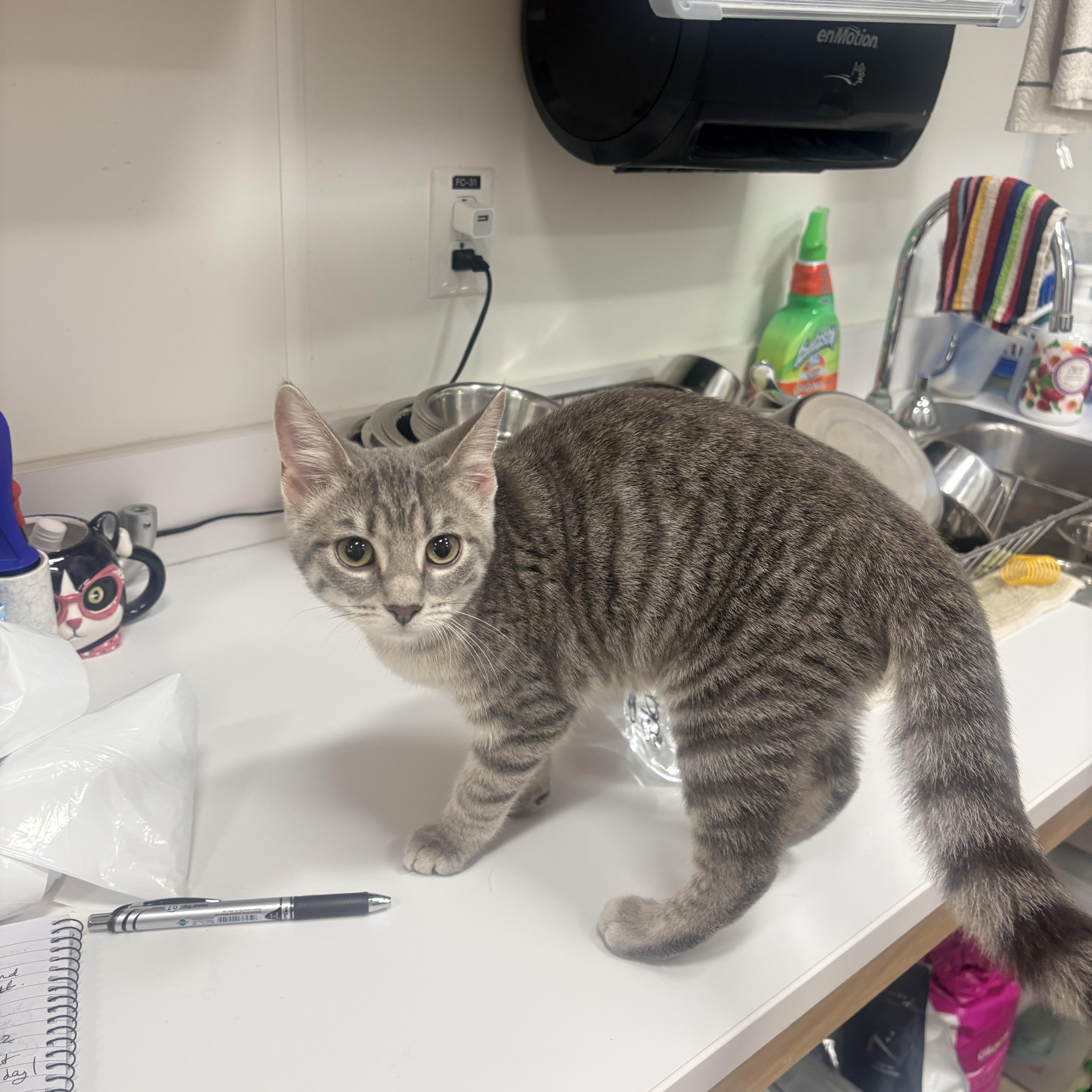 Yellow, Adoptable, Young Female Domestic Short Hair.