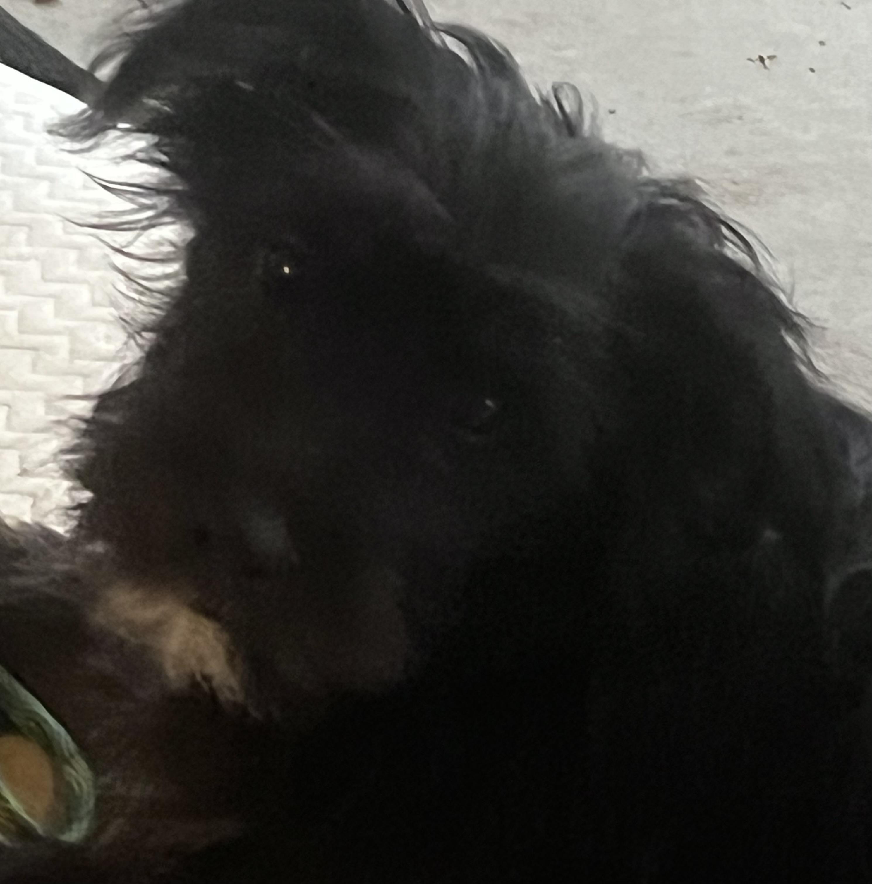 Zinnia, Adoptable, Young Female Poodle & Terrier.