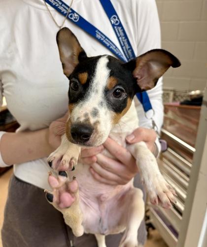 Enlarge Snoopy, a Adopted Jack Russell Terrier in Lafayette, IN image 1/1