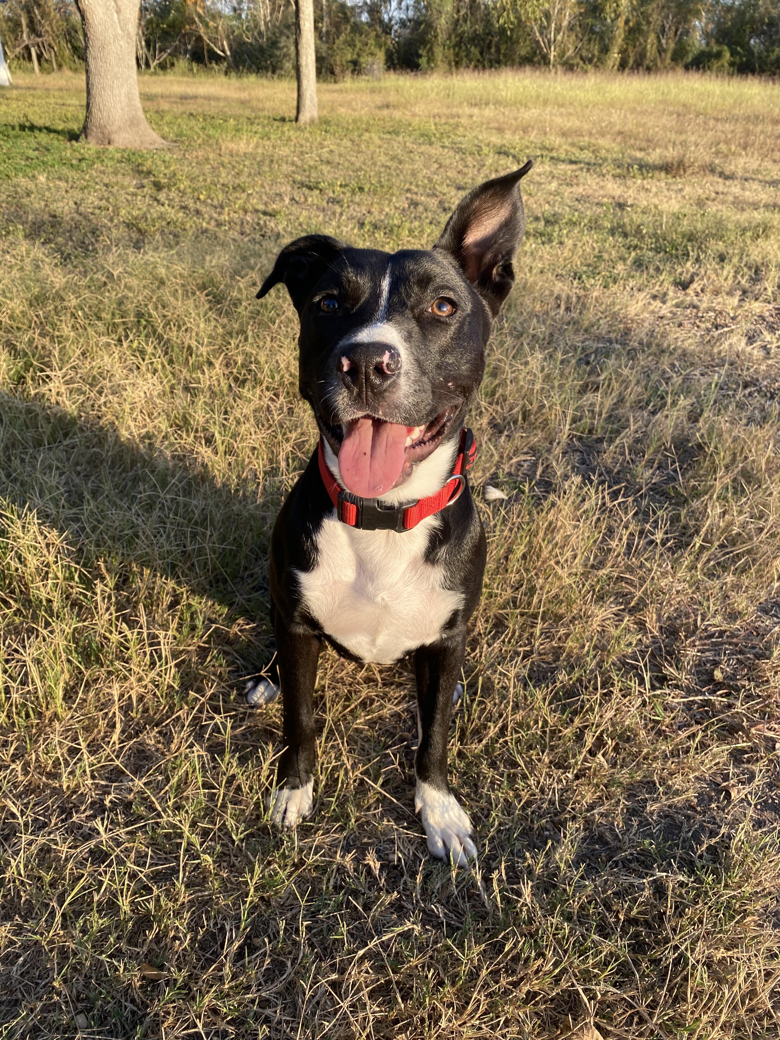 Birdy, a Adoptable mixed breed in Austin, TX image 2/4