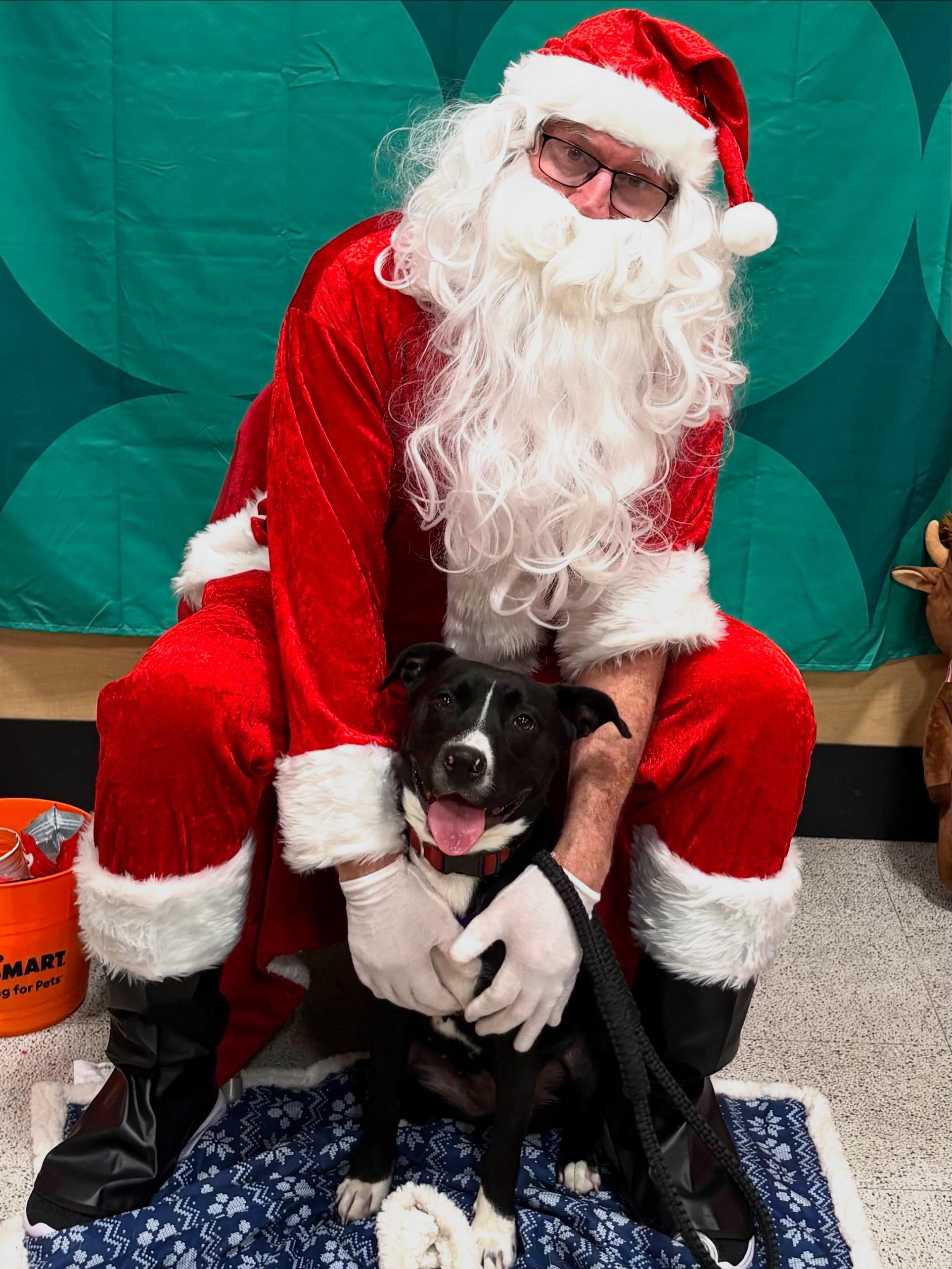 Birdy, Adoptable, Adult Female American Staffordshire Terrier.