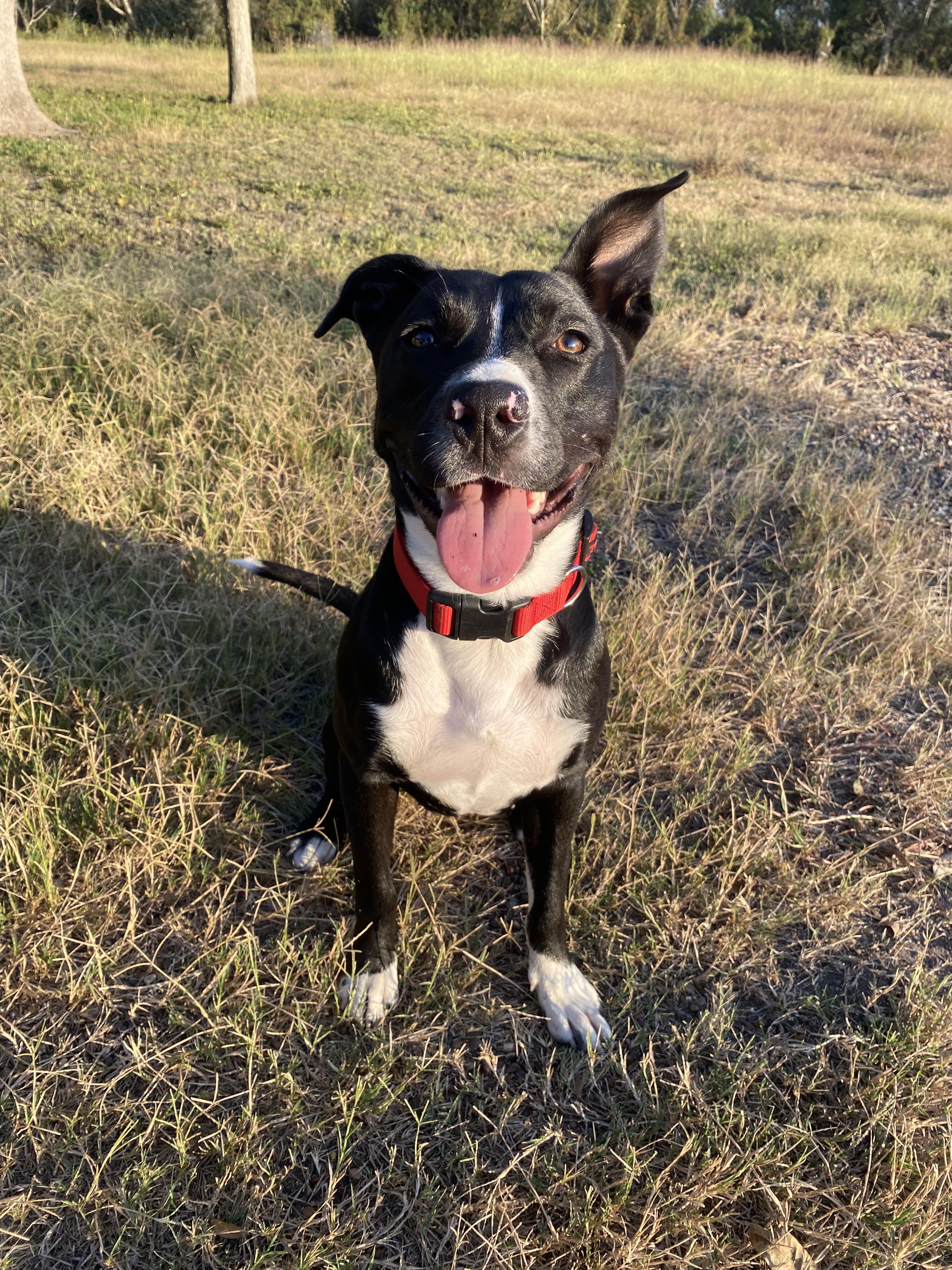 Birdy, a Adoptable mixed breed in Austin, TX image 4/4