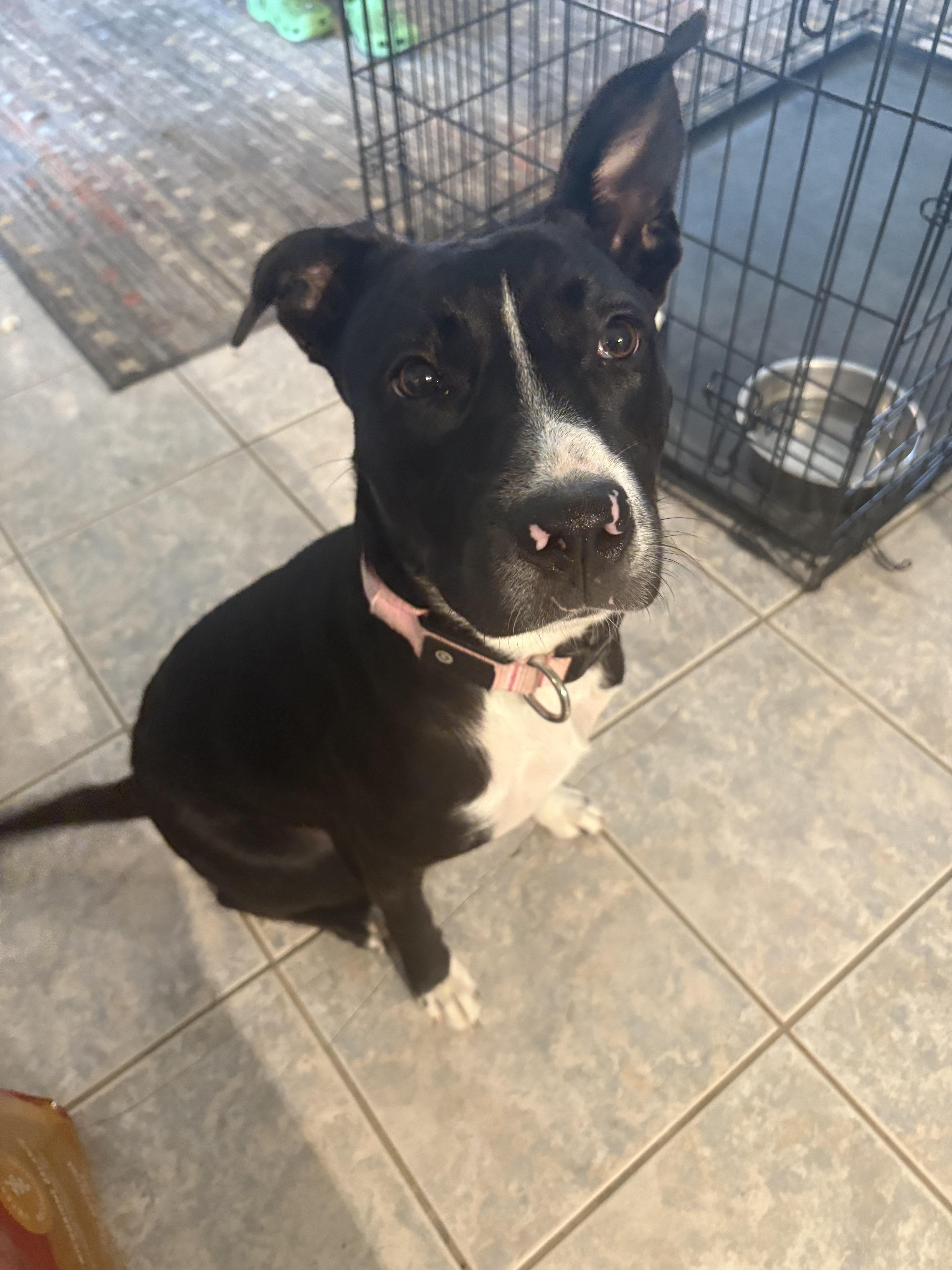 Birdy, a Adoptable mixed breed in Austin, TX image 3/4