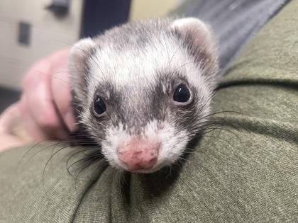 Enlarge Brooke, a Adoptable Ferret in Boulder, CO image 1/1