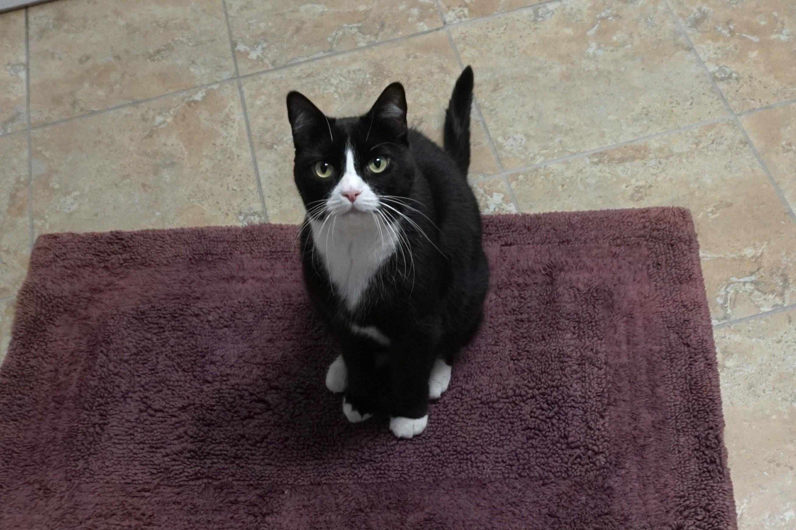 Enlarge Apollo Morro, a ADOPTABLE Domestic Short Hair in Fountain Hills, AZ image 4/5