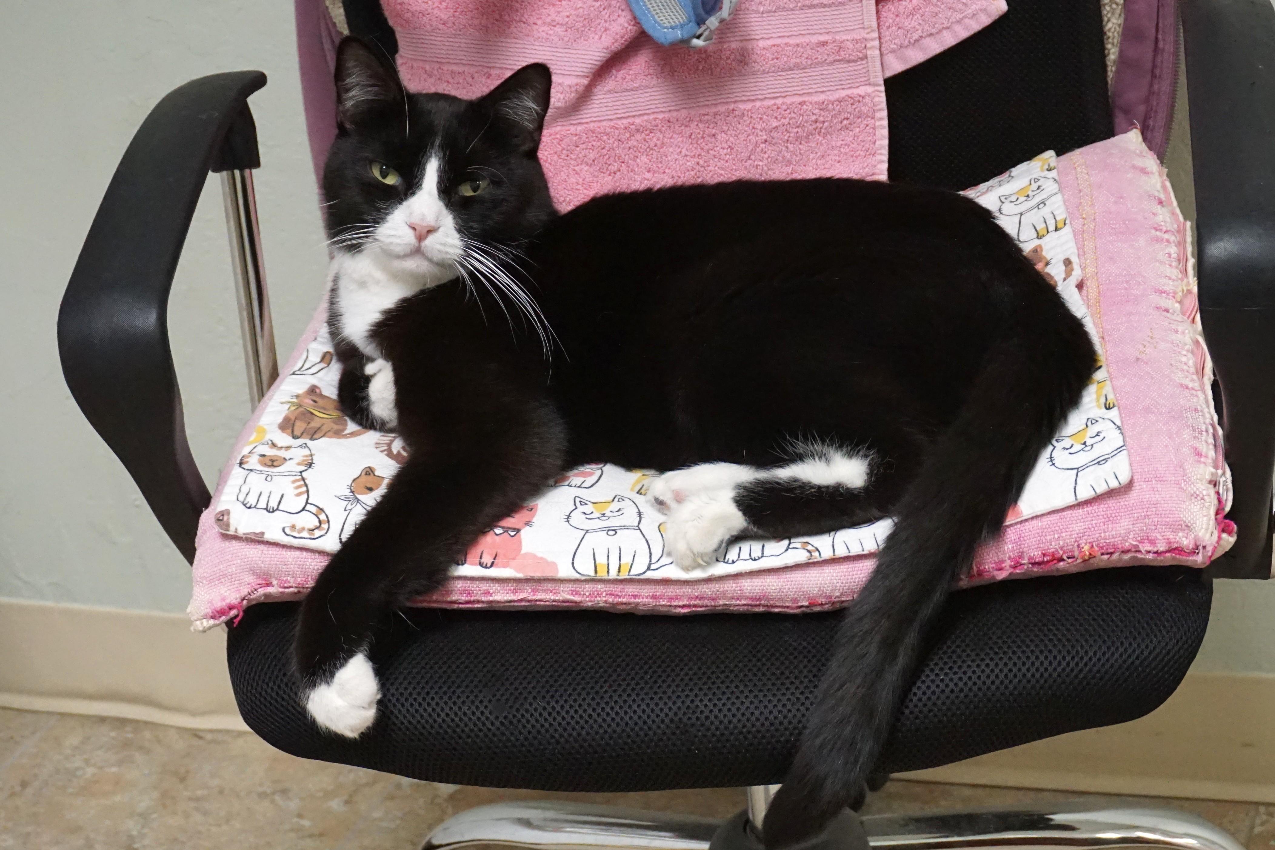 Enlarge Apollo Morro, a ADOPTABLE Domestic Short Hair in Fountain Hills, AZ image 3/5