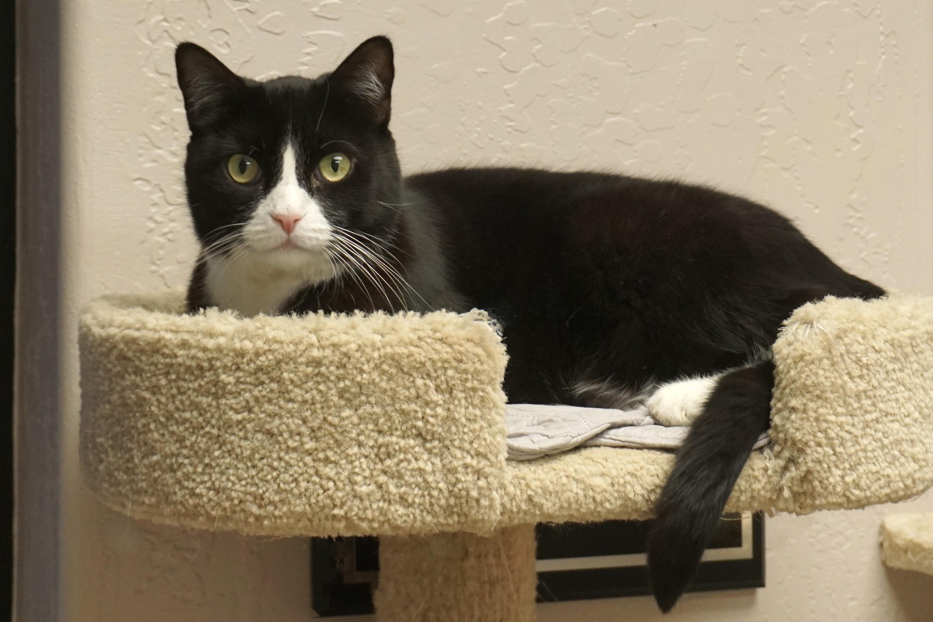 Enlarge Apollo Morro, a ADOPTABLE Domestic Short Hair in Fountain Hills, AZ image 2/5