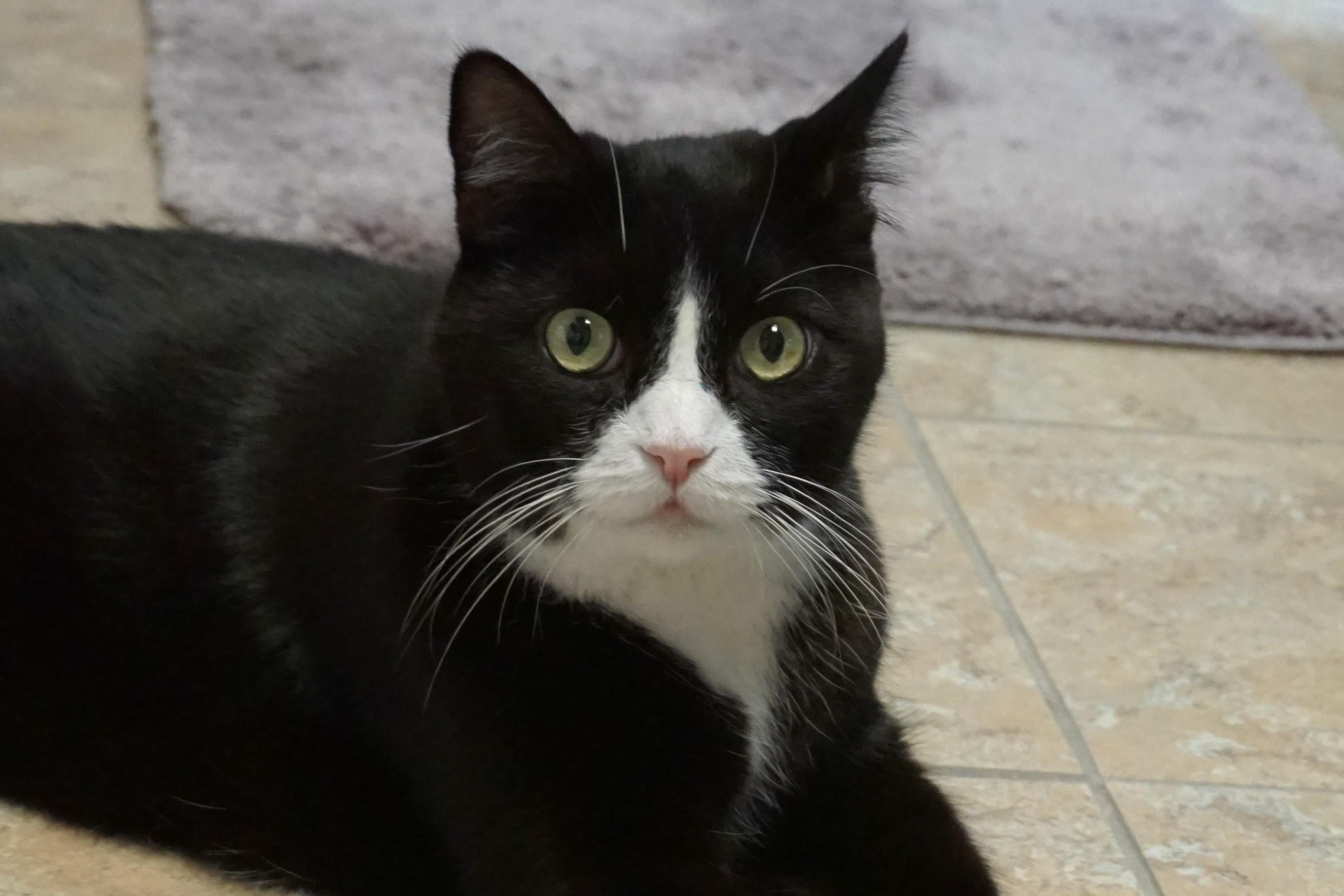 Enlarge Apollo Morro, a ADOPTABLE Domestic Short Hair in Fountain Hills, AZ image 5/5