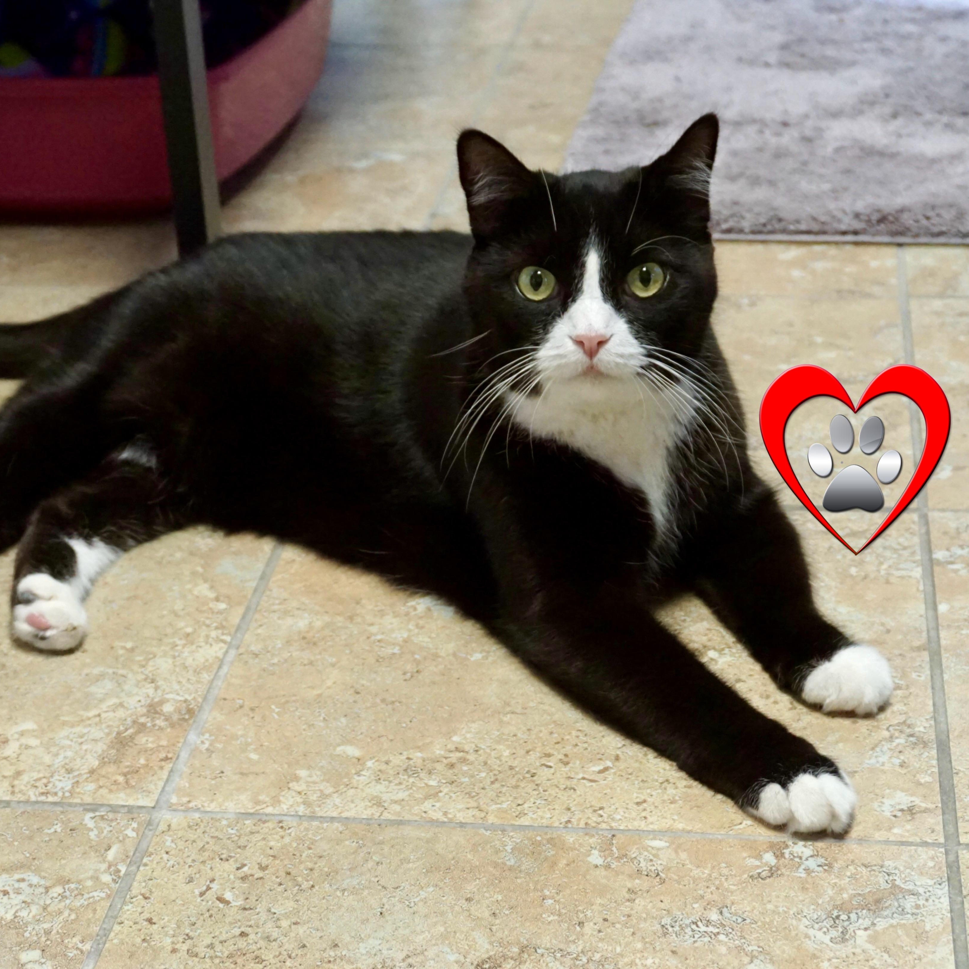 Apollo Morro, ADOPTABLE, Senior Male Domestic Short Hair.