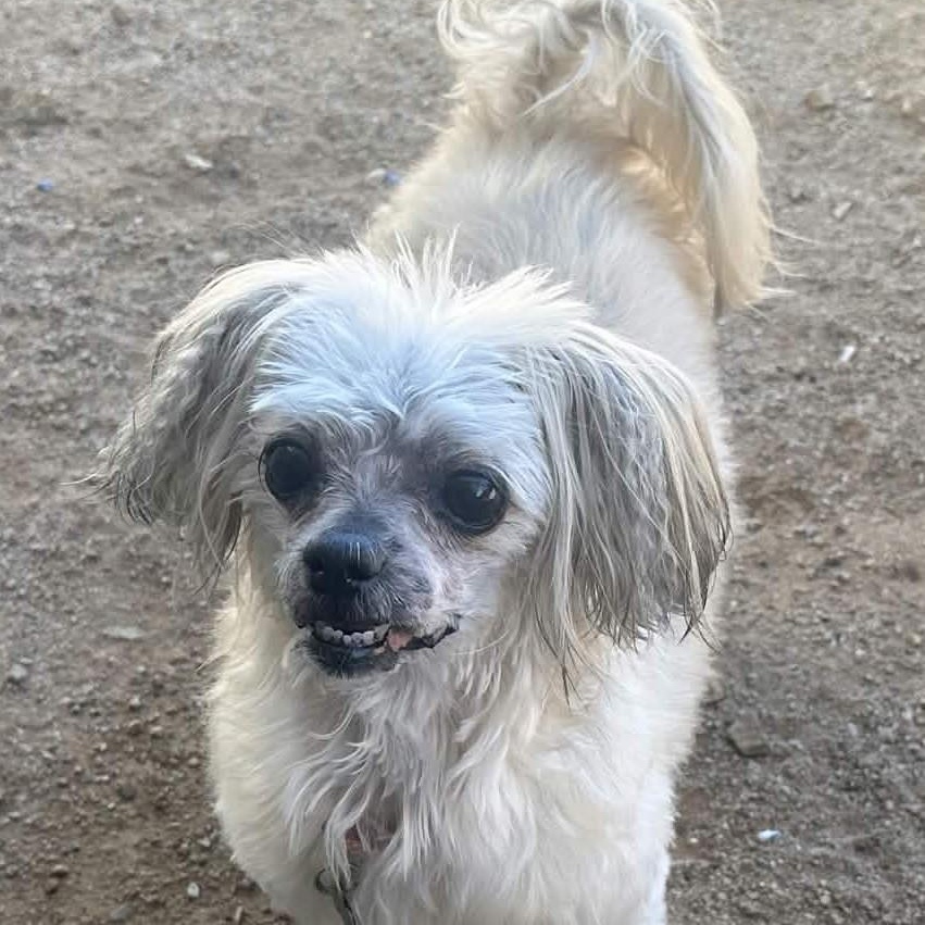 Enlarge DOLLY aka ESMAY, a Adoptable Lhasa Apso in Marana, AZ image 4/4