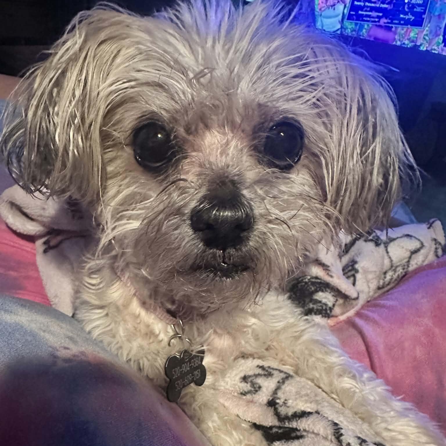 Enlarge DOLLY aka ESMAY, a Adoptable Lhasa Apso in Marana, AZ image 2/4