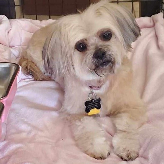 Enlarge DOLLY aka ESMAY, a Adoptable Lhasa Apso in Marana, AZ image 3/4
