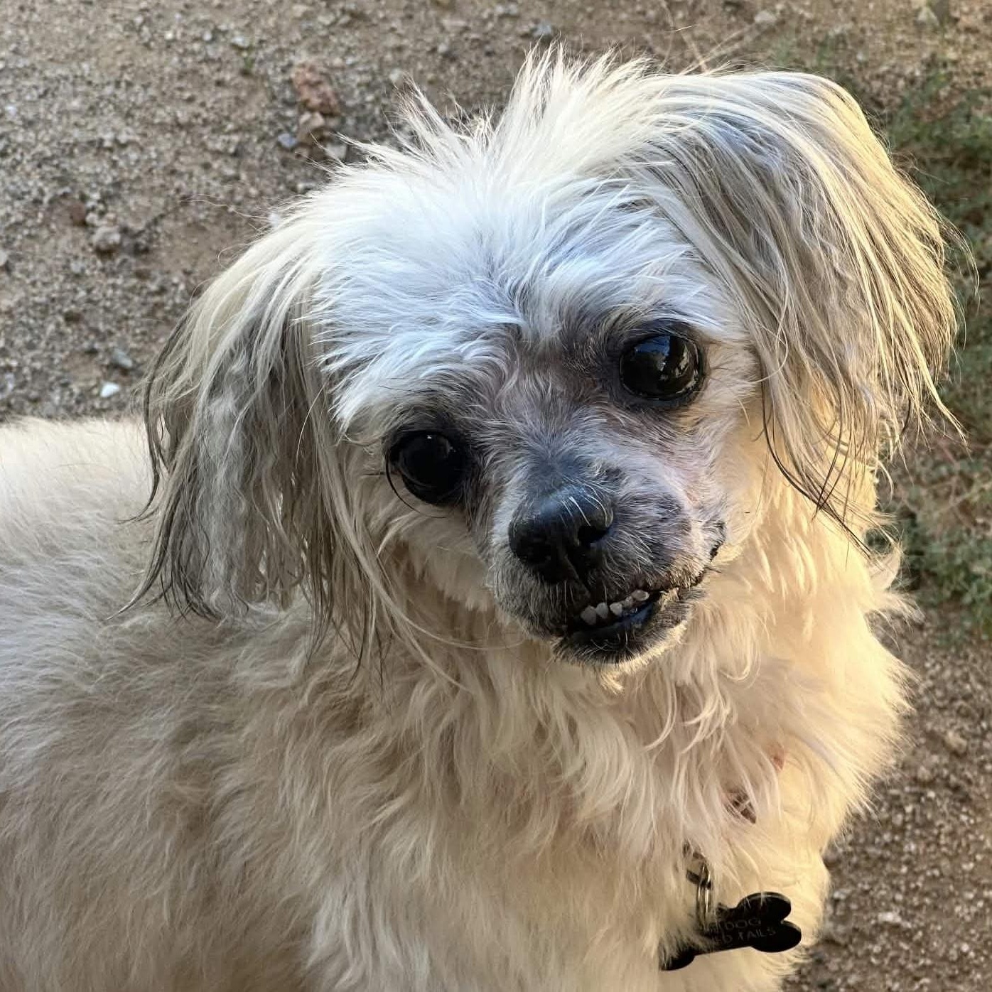 Enlarge DOLLY aka ESMAY, a Adoptable Lhasa Apso in Marana, AZ image 1/4