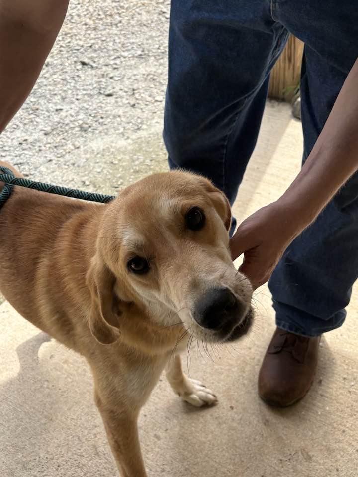 TANNER, a ADOPTABLE mixed breed in Newborn, GA image 4/6