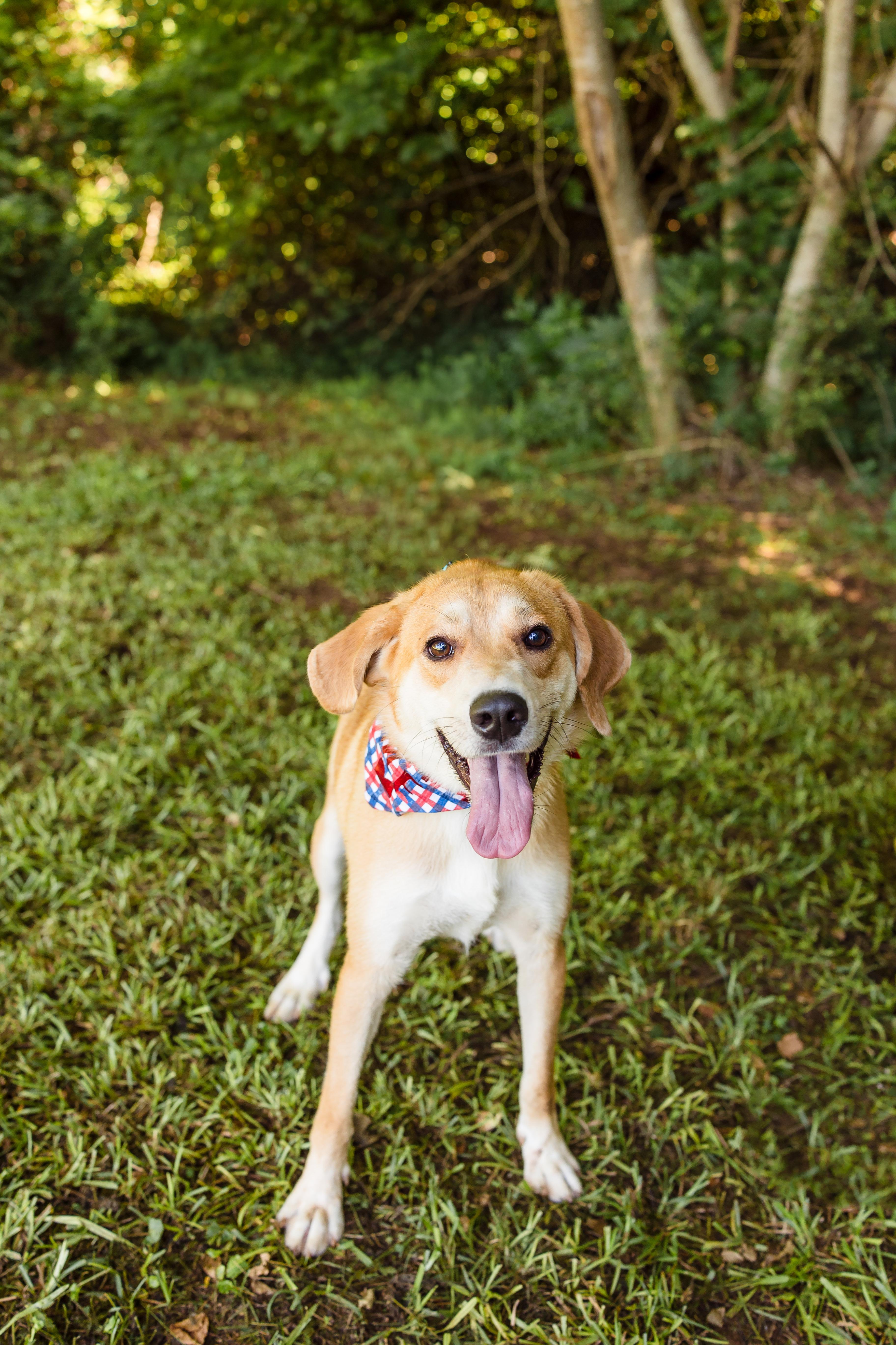 TANNER, ADOPTABLE, Young Male Mixed Breed.