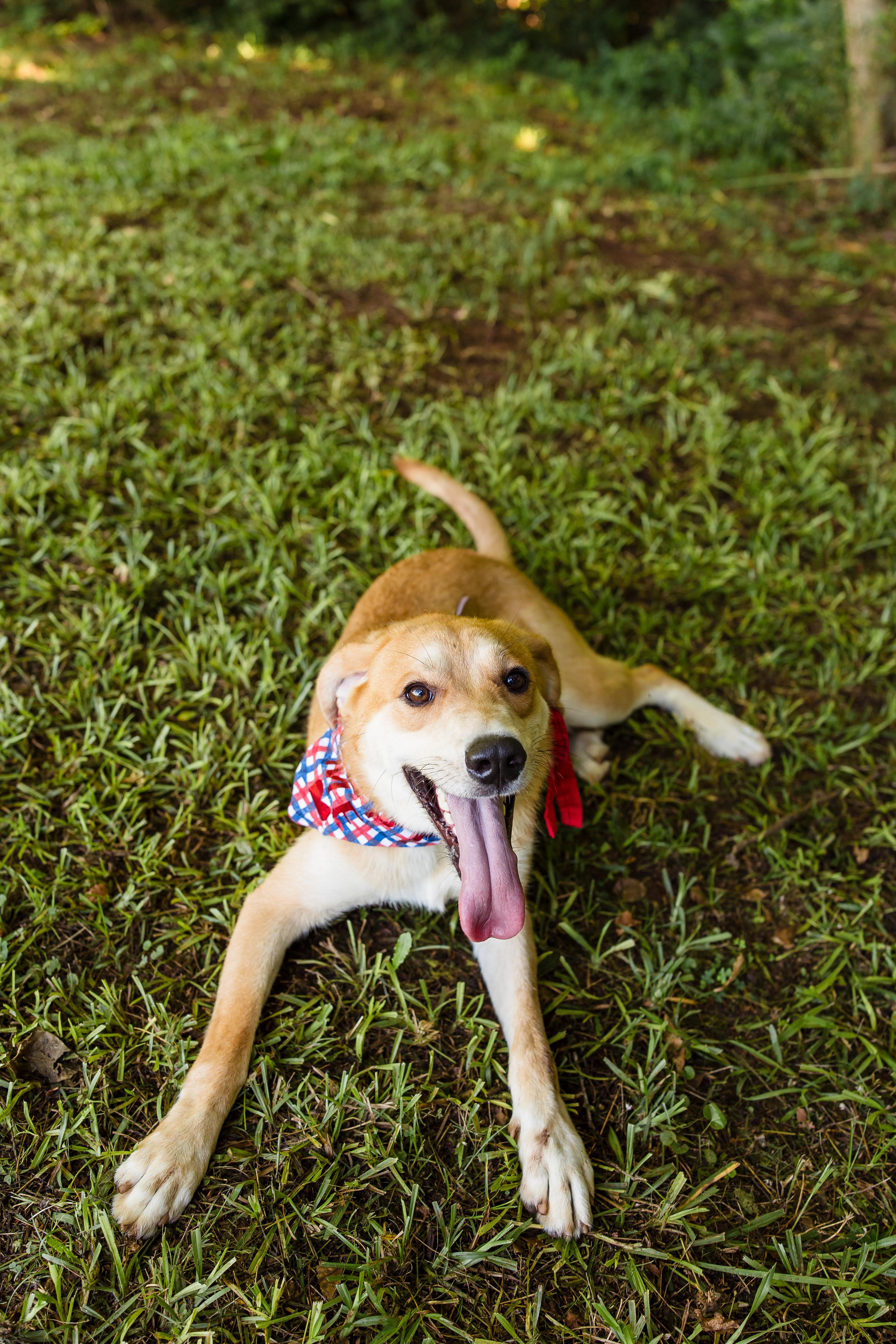 TANNER, a ADOPTABLE mixed breed in Newborn, GA image 6/6