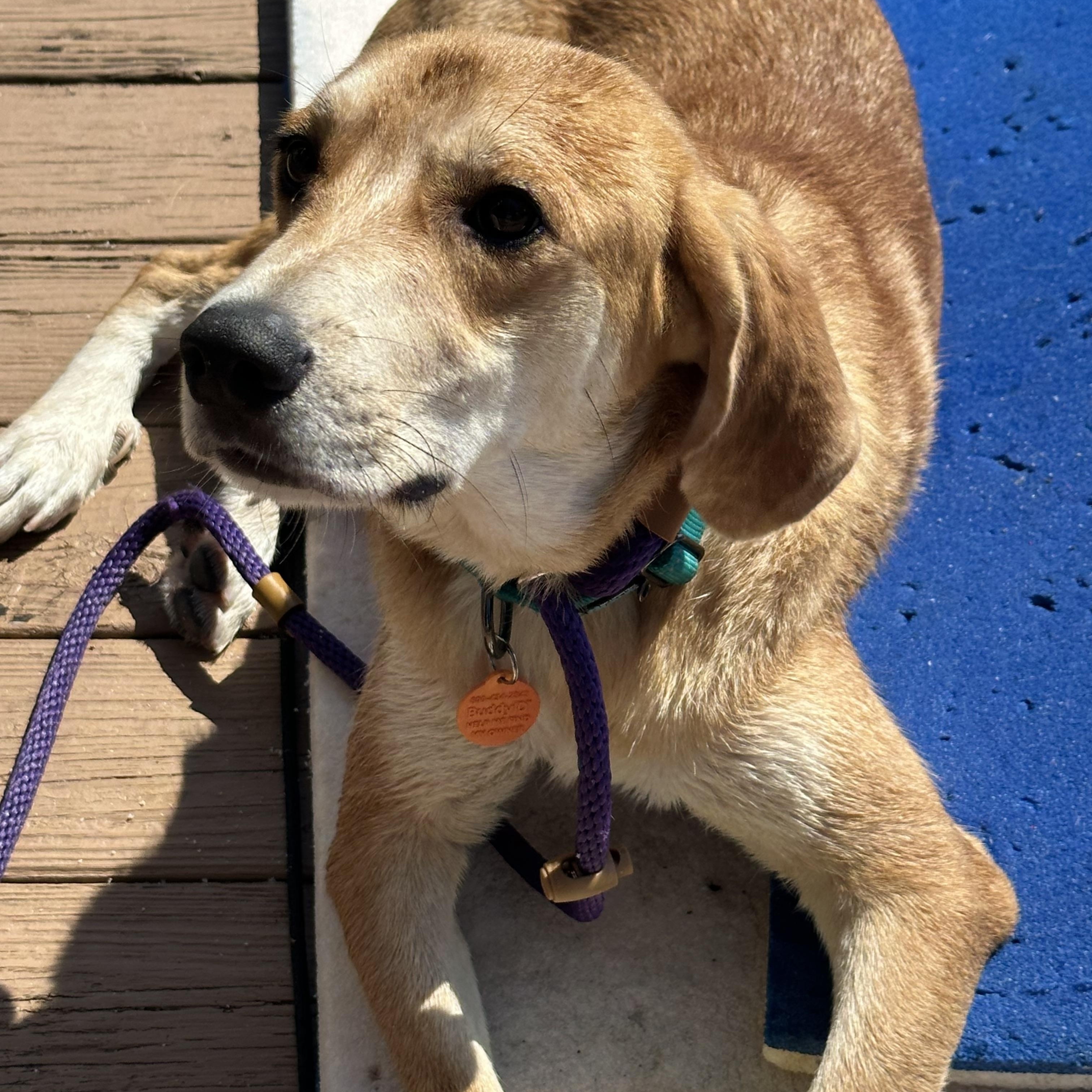 TANNER, a ADOPTABLE mixed breed in Newborn, GA image 5/6