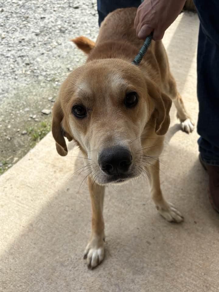 TANNER, a ADOPTABLE mixed breed in Newborn, GA image 2/6