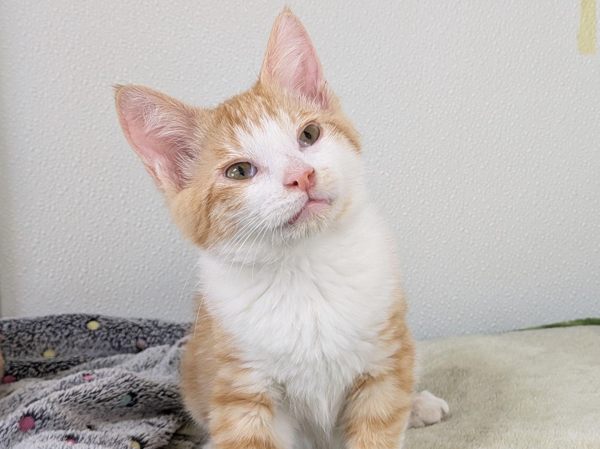 Kit Kat, an adoptable Domestic Short Hair, Tabby in Republic, WA, 99166 | Photo Image 1