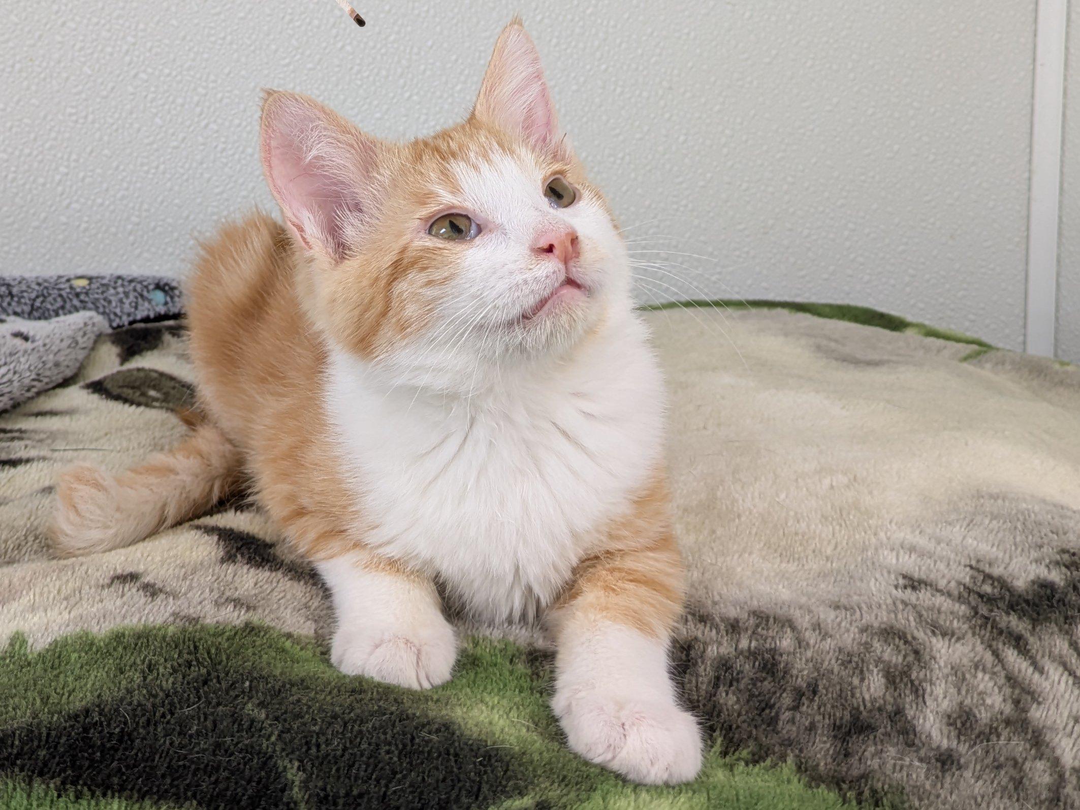 Kit Kat, an adoptable Domestic Short Hair, Tabby in Republic, WA, 99166 | Photo Image 3