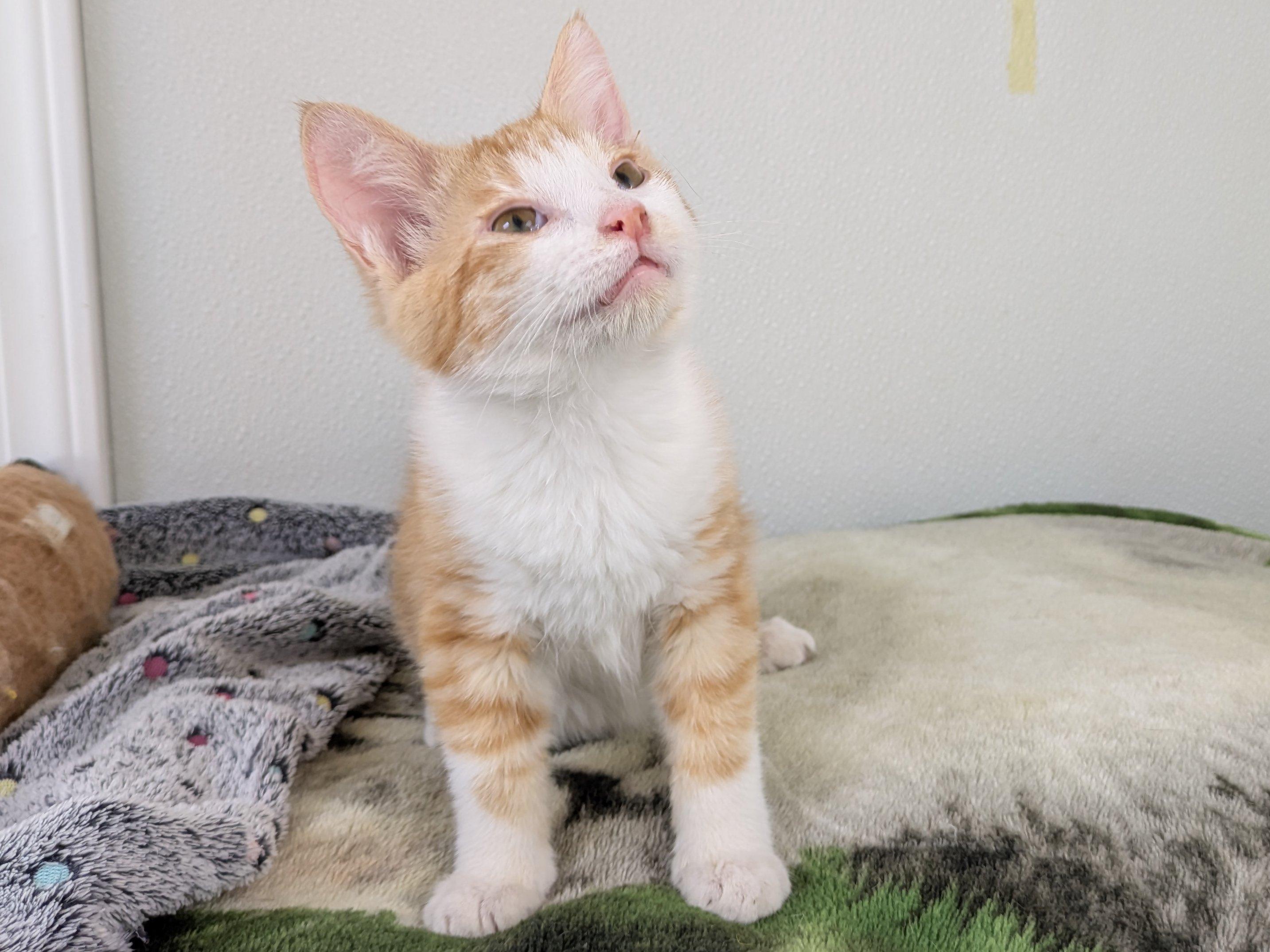 Kit Kat, an adoptable Domestic Short Hair, Tabby in Republic, WA, 99166 | Photo Image 4