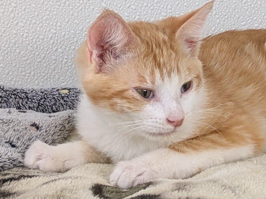 Kit Kat, an adoptable Domestic Short Hair, Tabby in Republic, WA, 99166 | Photo Image 2