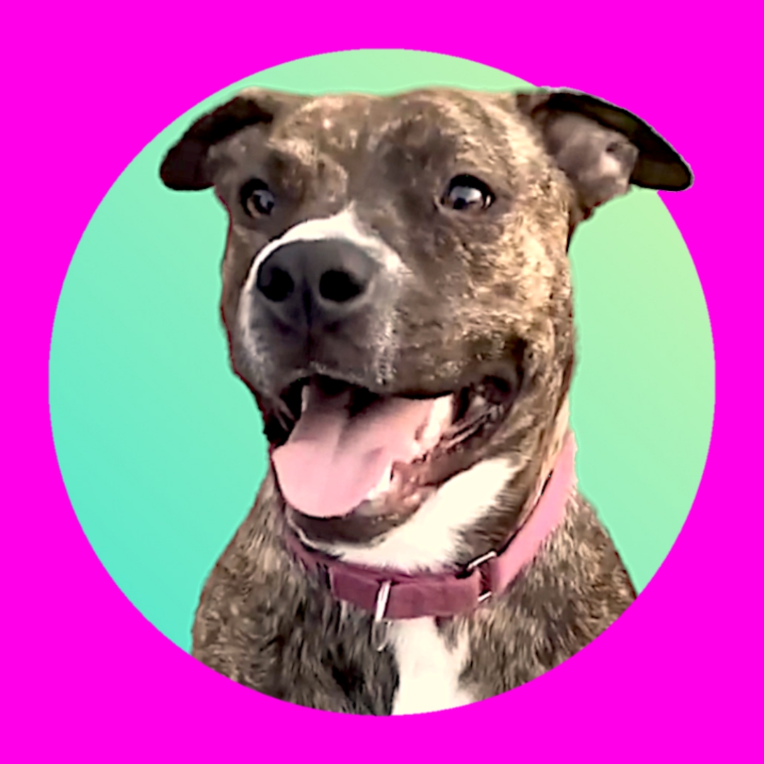 Enlarge Maple, a Adoptable mixed breed in Ferndale, MI image 2/3