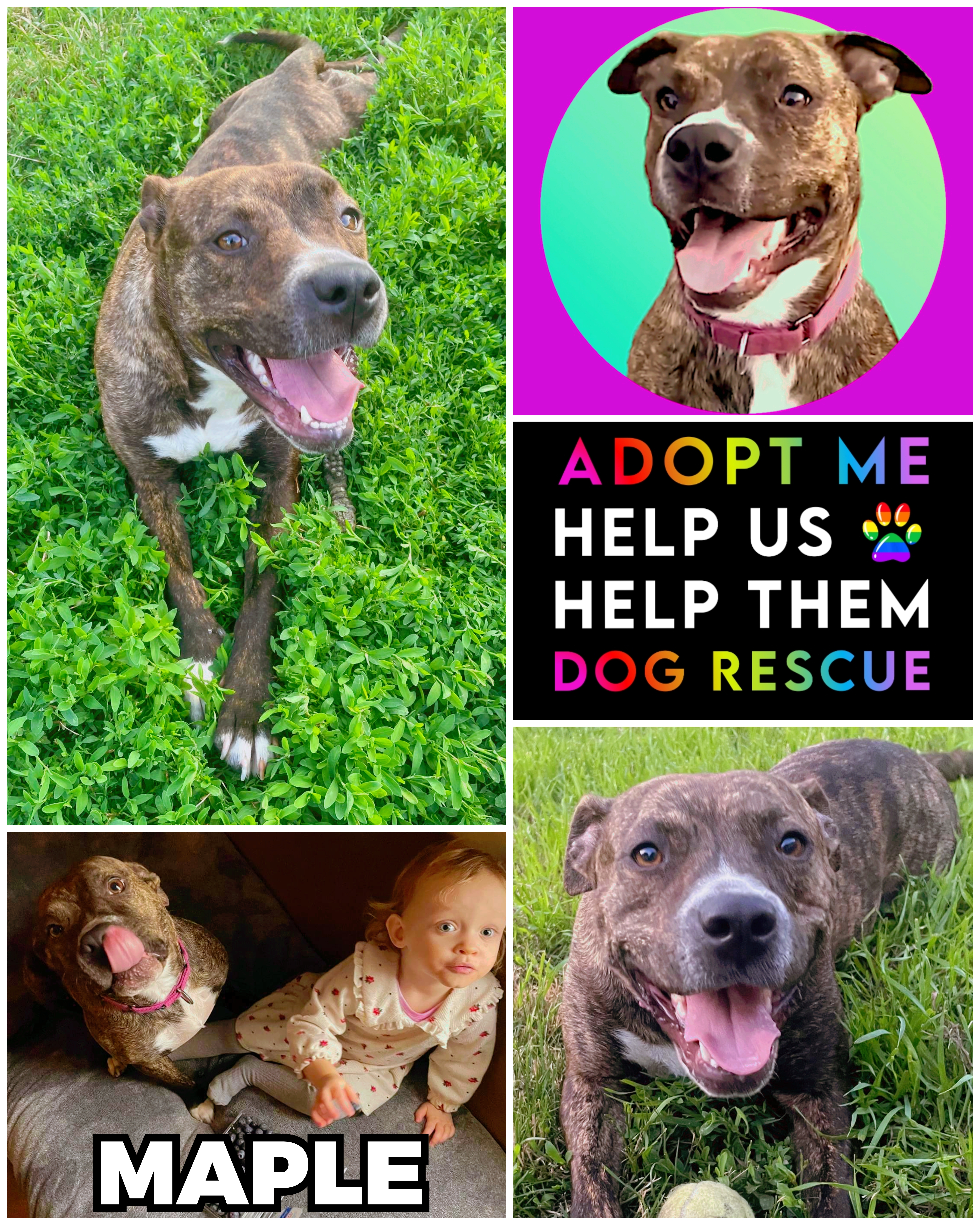 Enlarge Maple, a Adoptable mixed breed in Ferndale, MI image 3/3