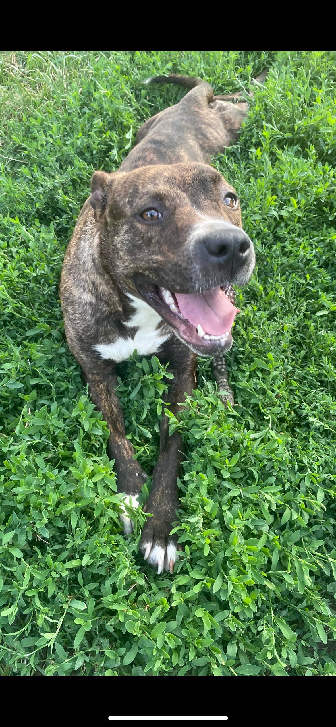Maple, Adoptable, Adult Female American Bulldog & American Staffordshire Terrier.