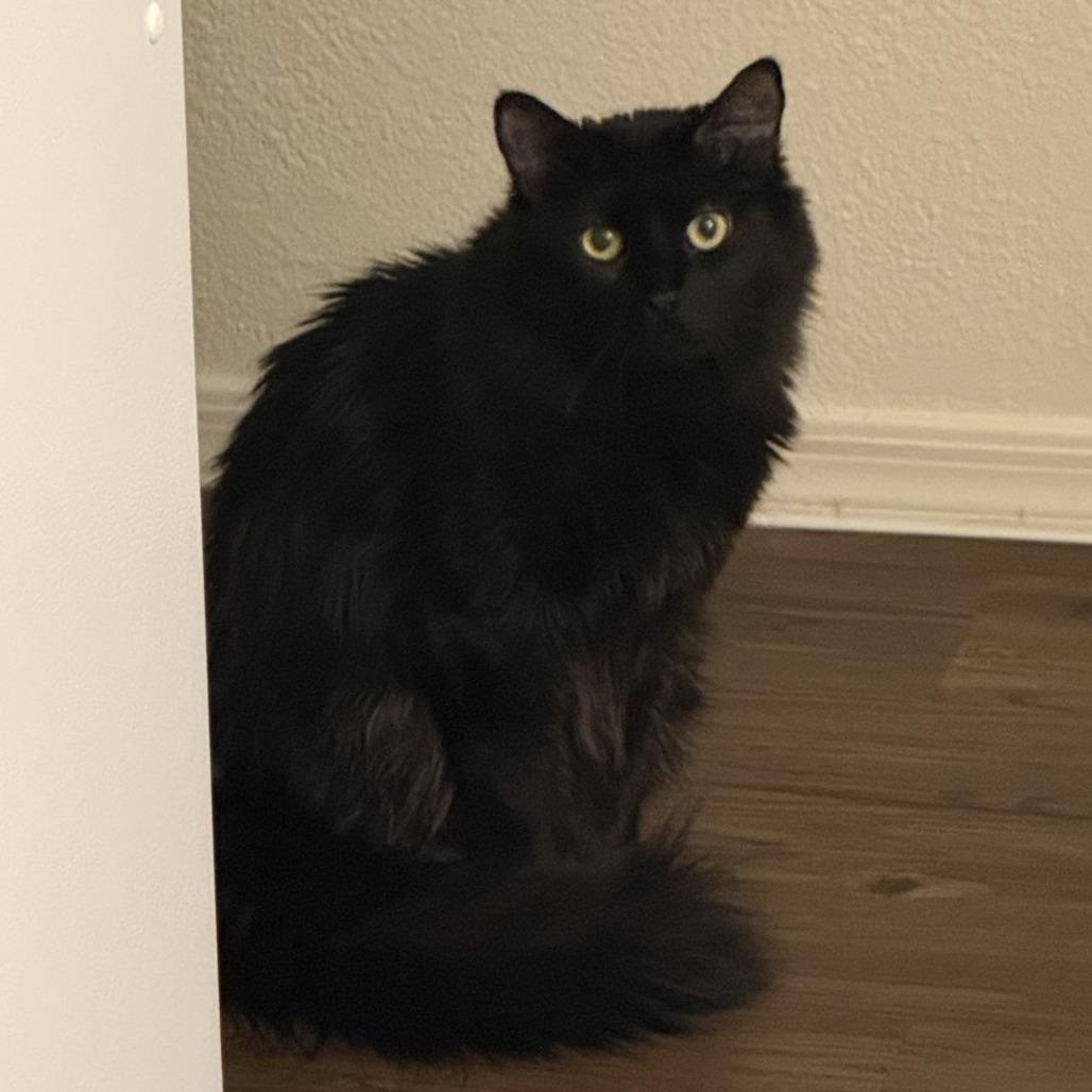 Marlin, Adoptable, Adult Male Domestic Medium Hair.