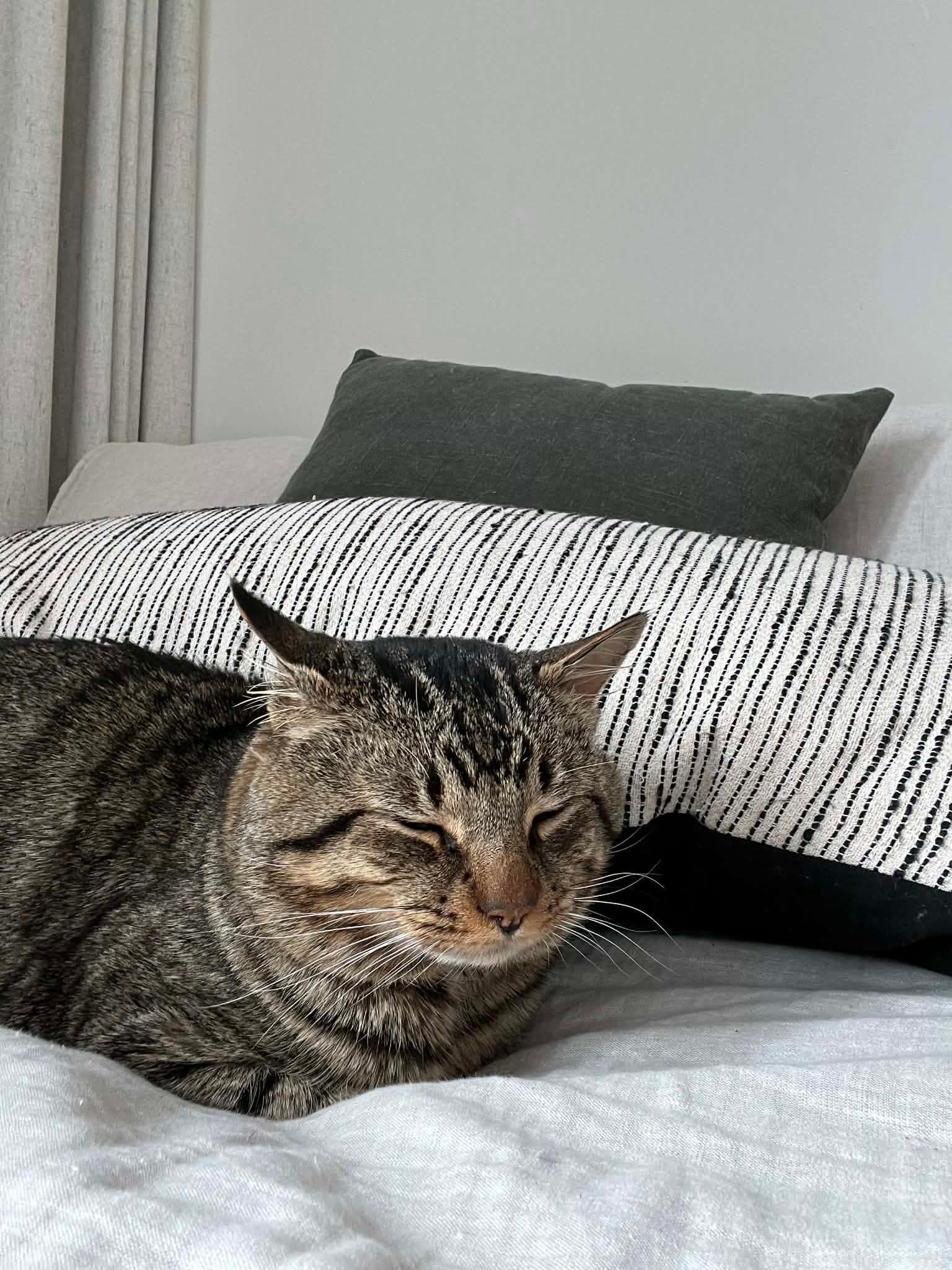 Enlarge Crusty, a ADOPTABLE Domestic Short Hair in Melrose, MA image 2/6