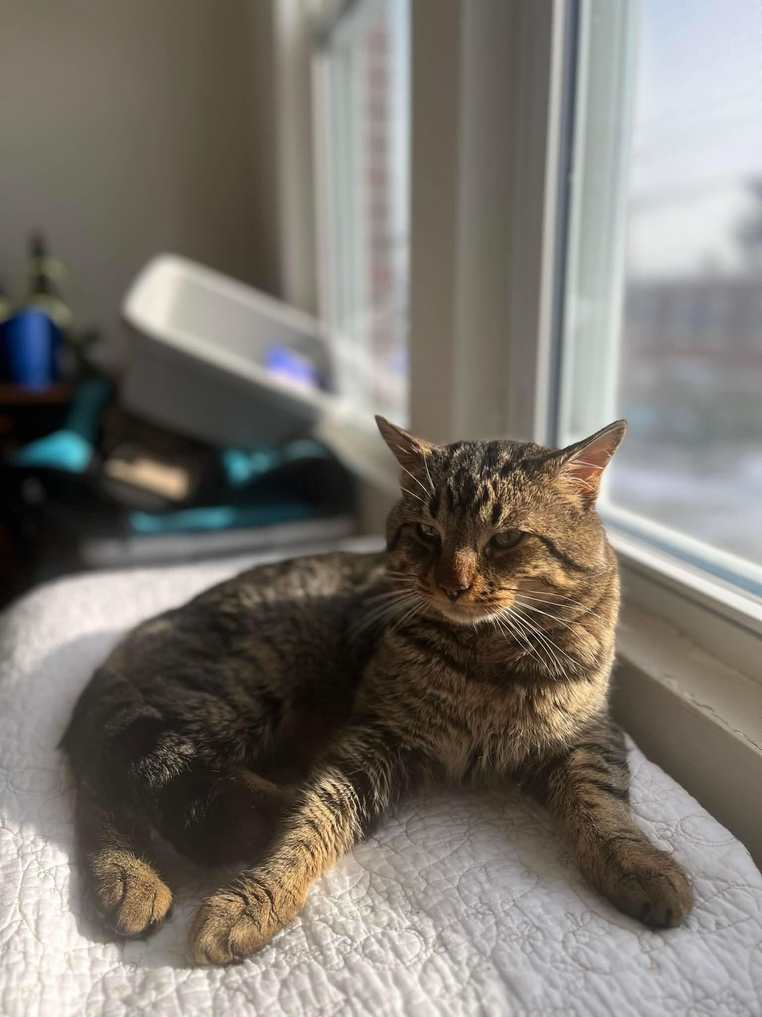 Enlarge Crusty, a ADOPTABLE Domestic Short Hair in Melrose, MA image 5/6